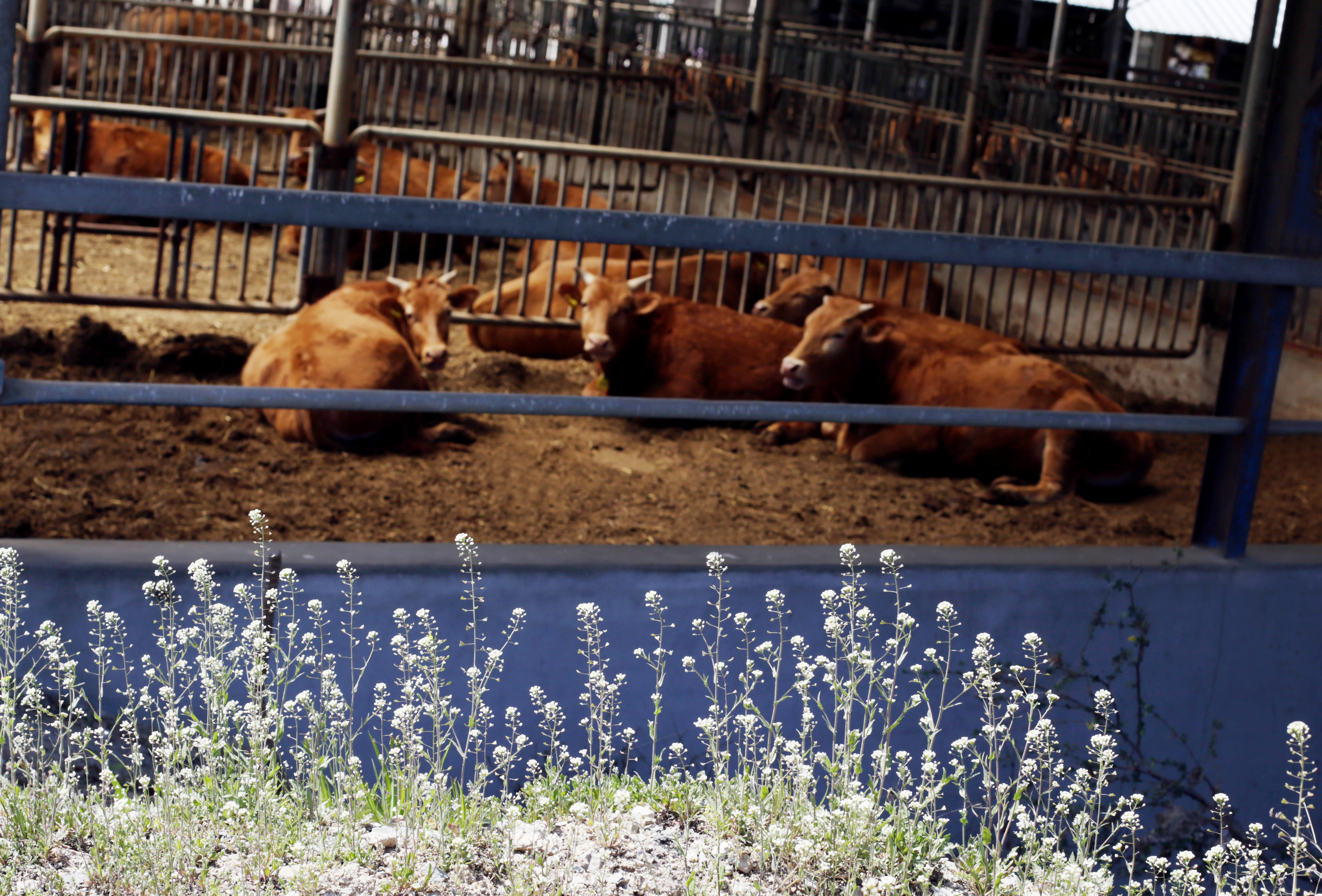 아름다운 꽃들 뒤로 소들이 휴식을 취하고 있다. 카메라가 신기한 듯 뚫어져라 바라보는 모습.