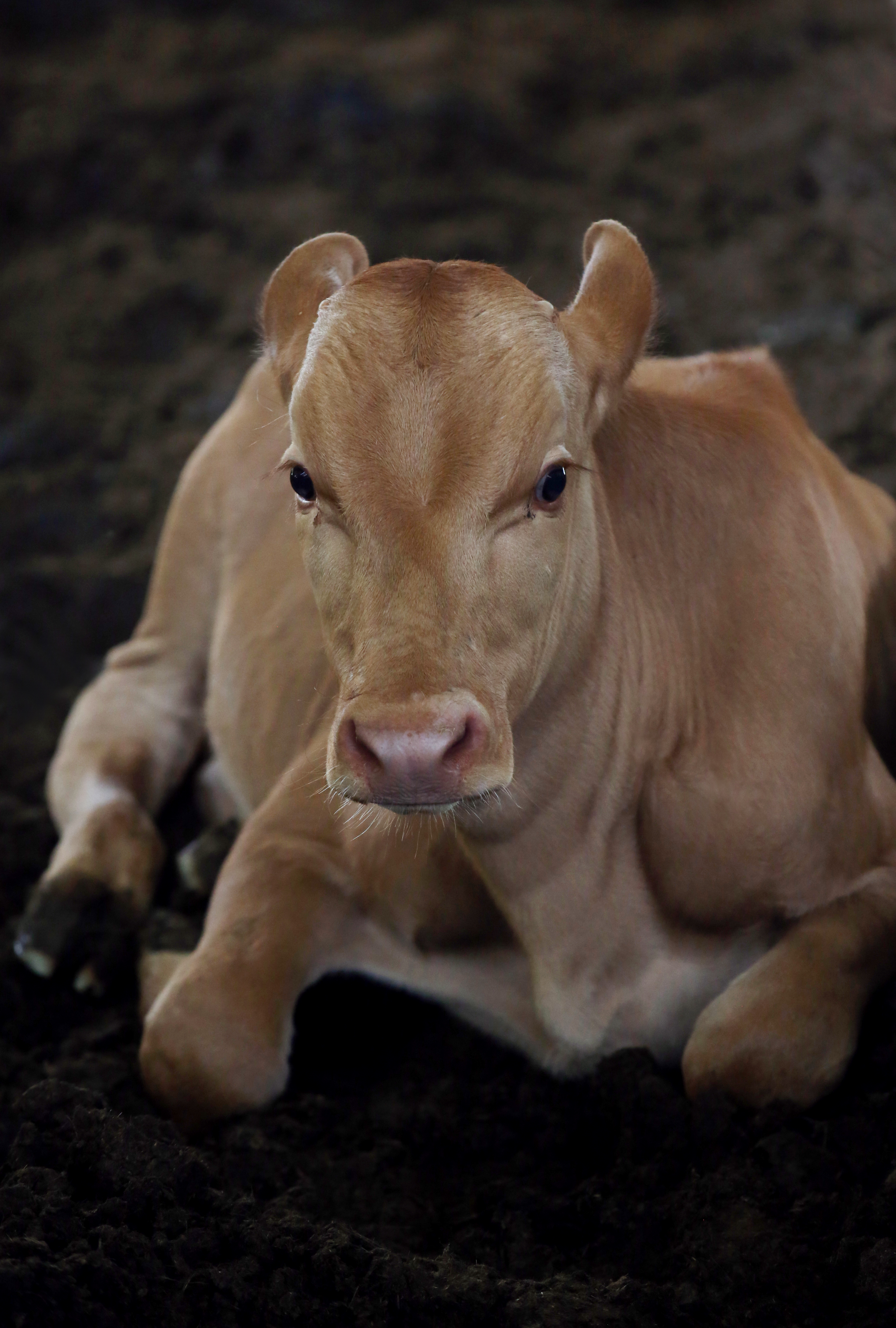 알게모르게 유독 사람을 닮은 한우의 모습이다.  어두운 뒷배경 덕분에 이 한우의 고귀함은 배가 된다.