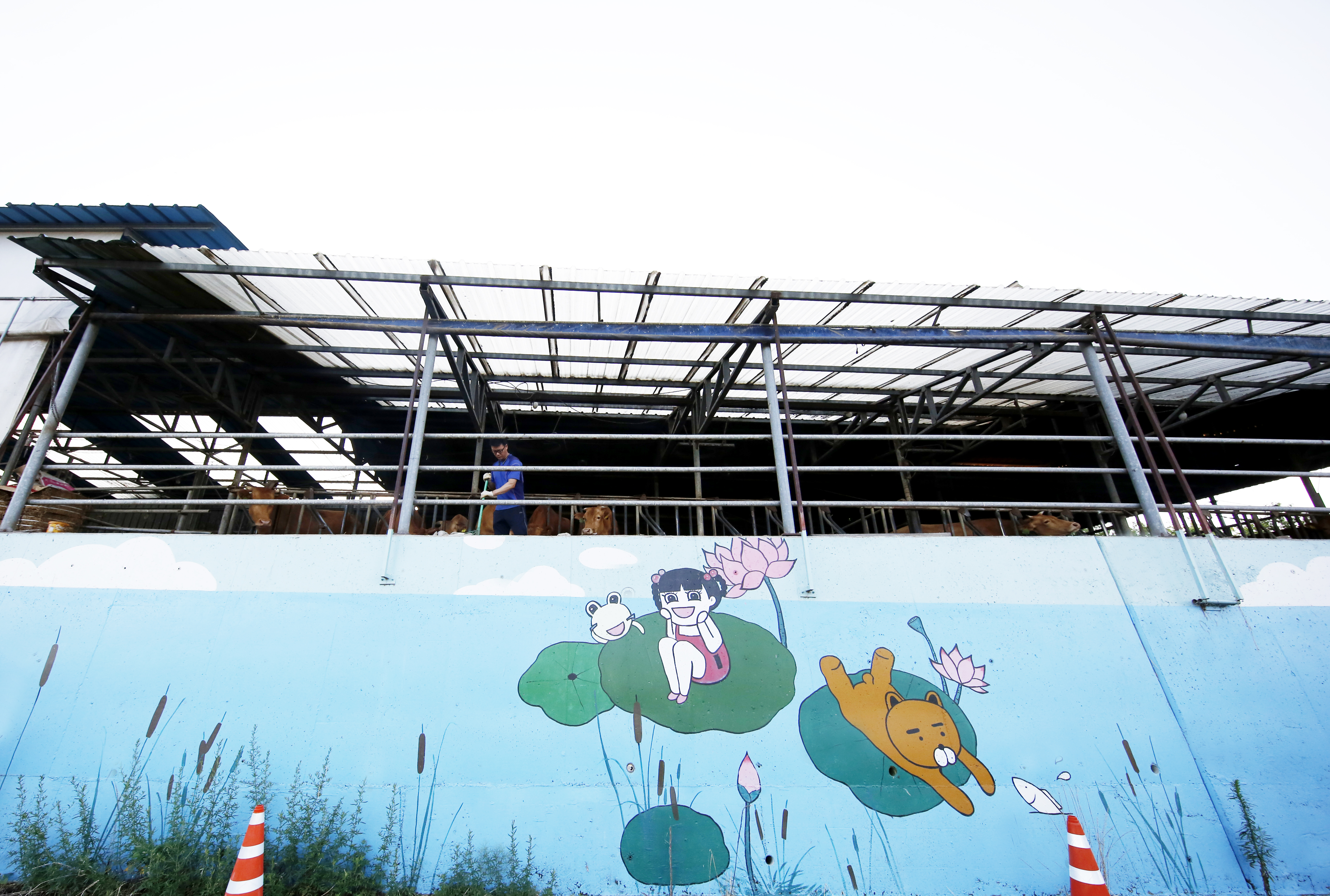 마치 한 아이가 꿈을 담아 그린 벽화의 위로 소들의 모습이 보인다. 평화롭고 행복한 벽화의 모습처럼 소들을 키우기 위해 분주하게 움직이는 주인 아저씨의 분주한 손길을 보며 여기서 자라난 소들은 하나같이 명품 한우가 될 것만 같아 보인다.