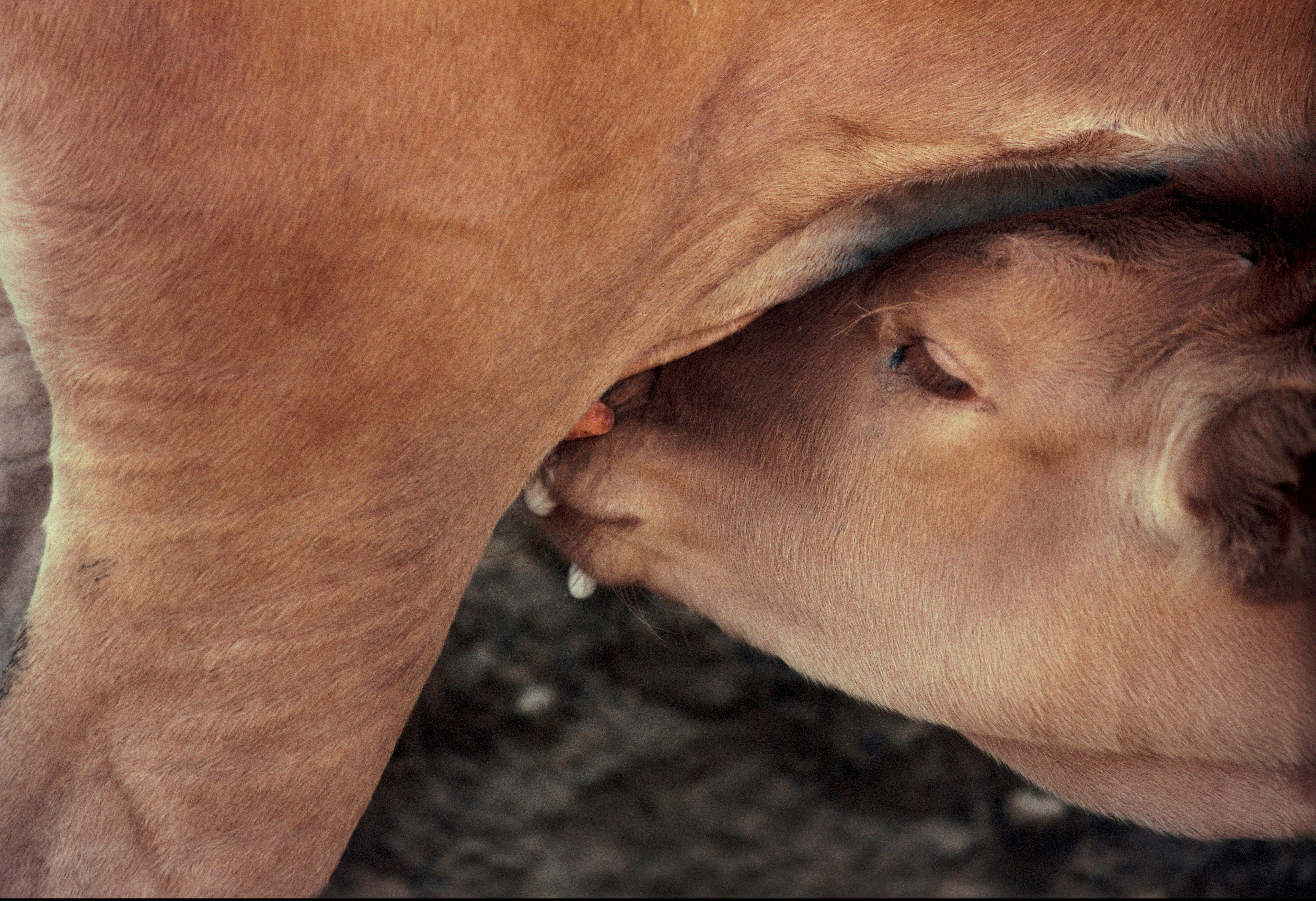 아기소의 귀여운 모습.