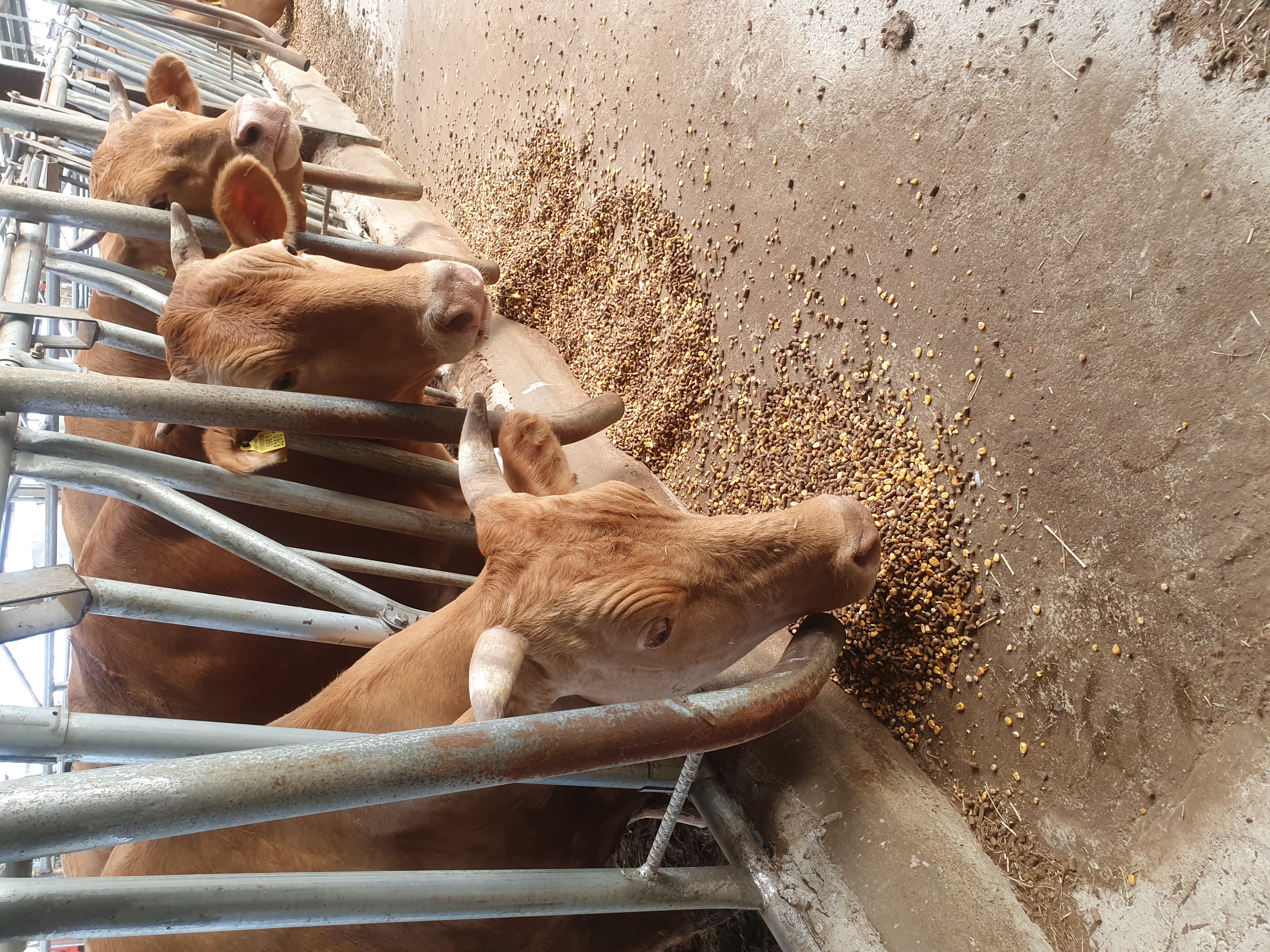 밥먹는데건딜지마소