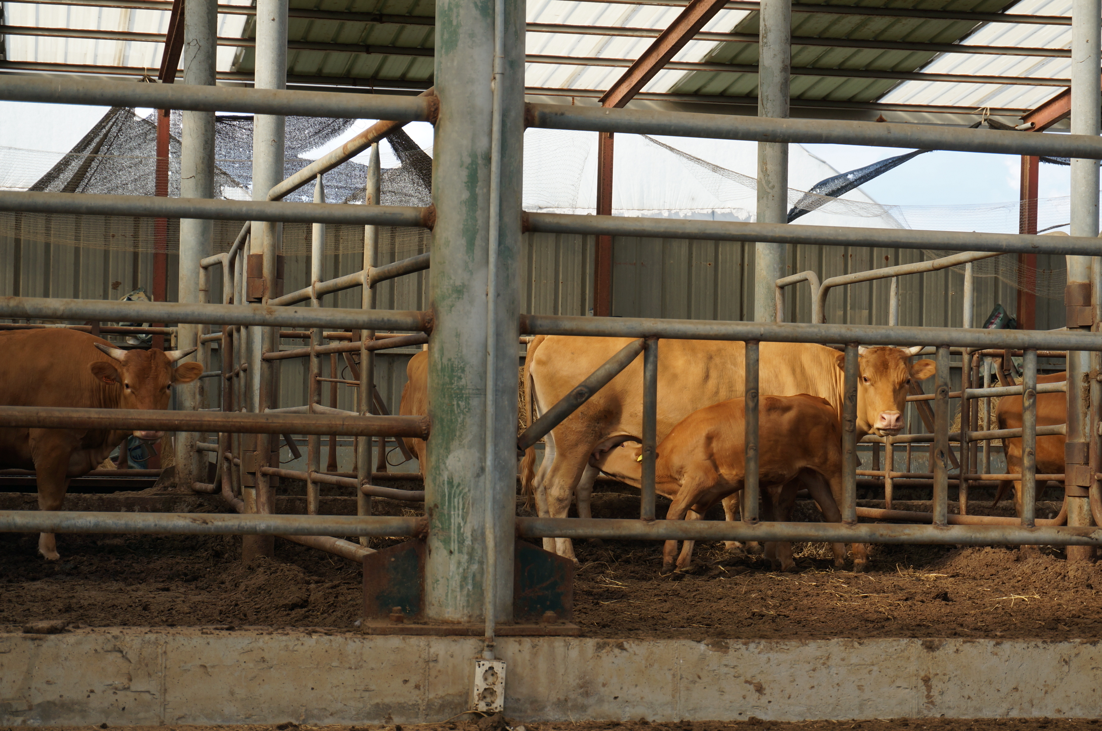 경기도 수원시 주말농장 옆 소를 촬영한 사진입니다.