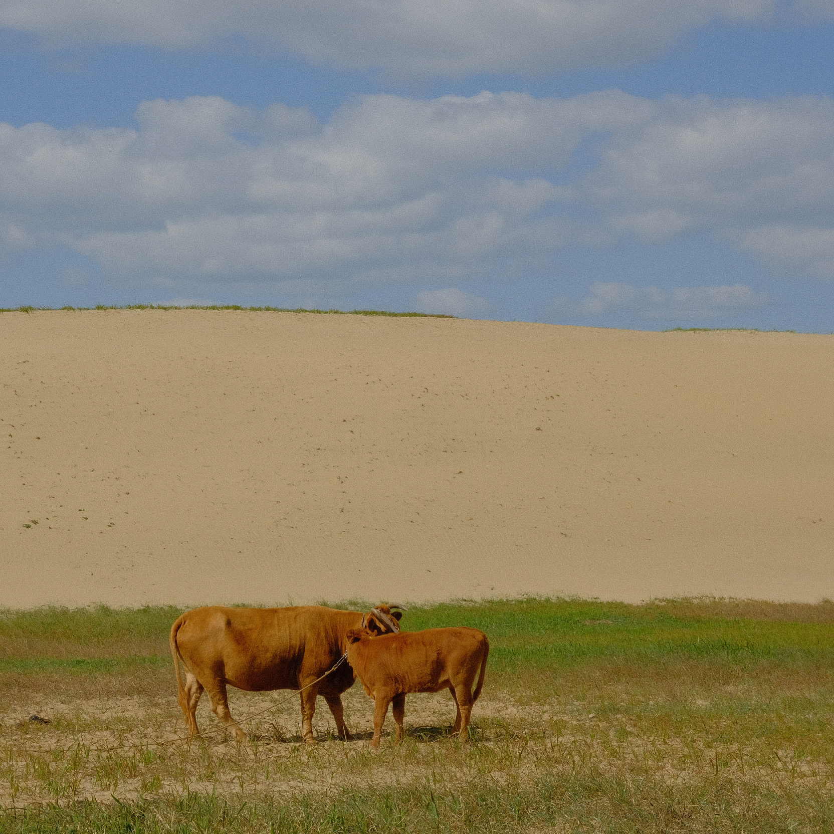 신두리 해안사구의 한우