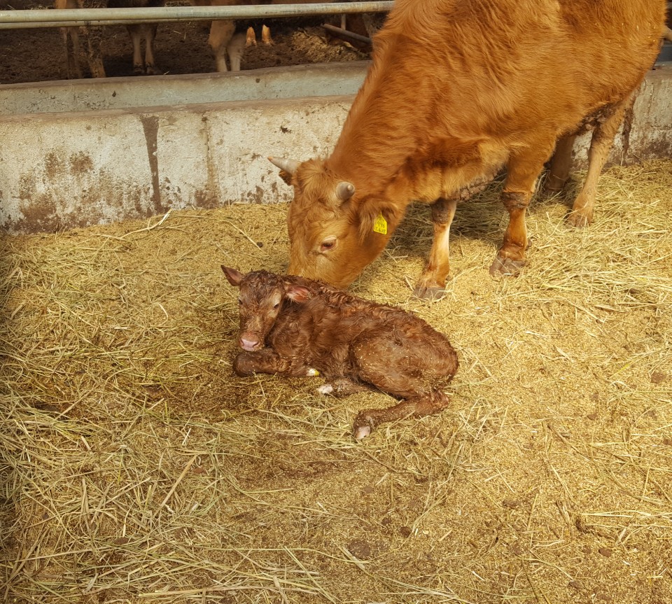 막 태어나 엄마사랑받는 아기송아지