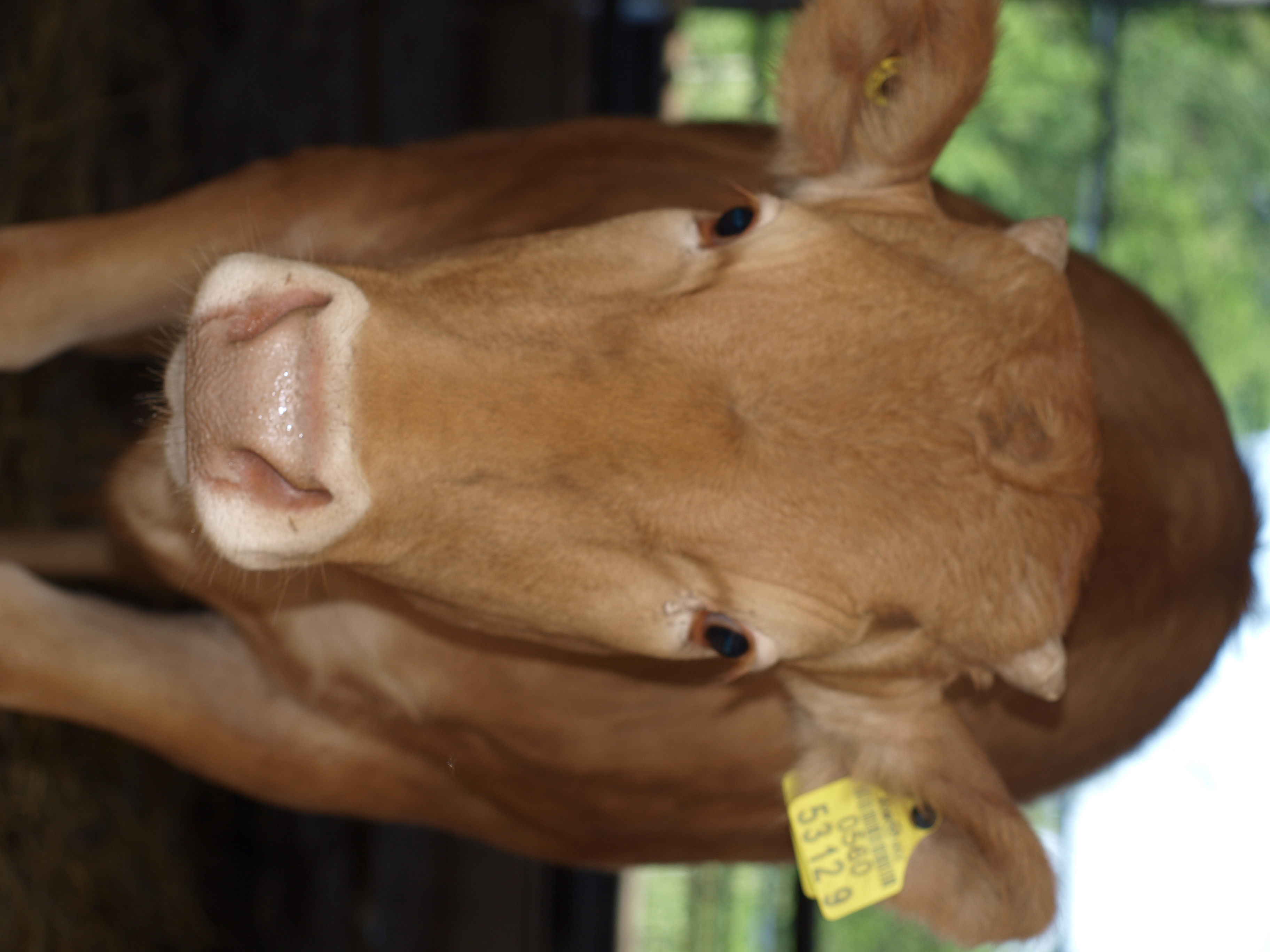 우리송아지 얼굴 증명사진