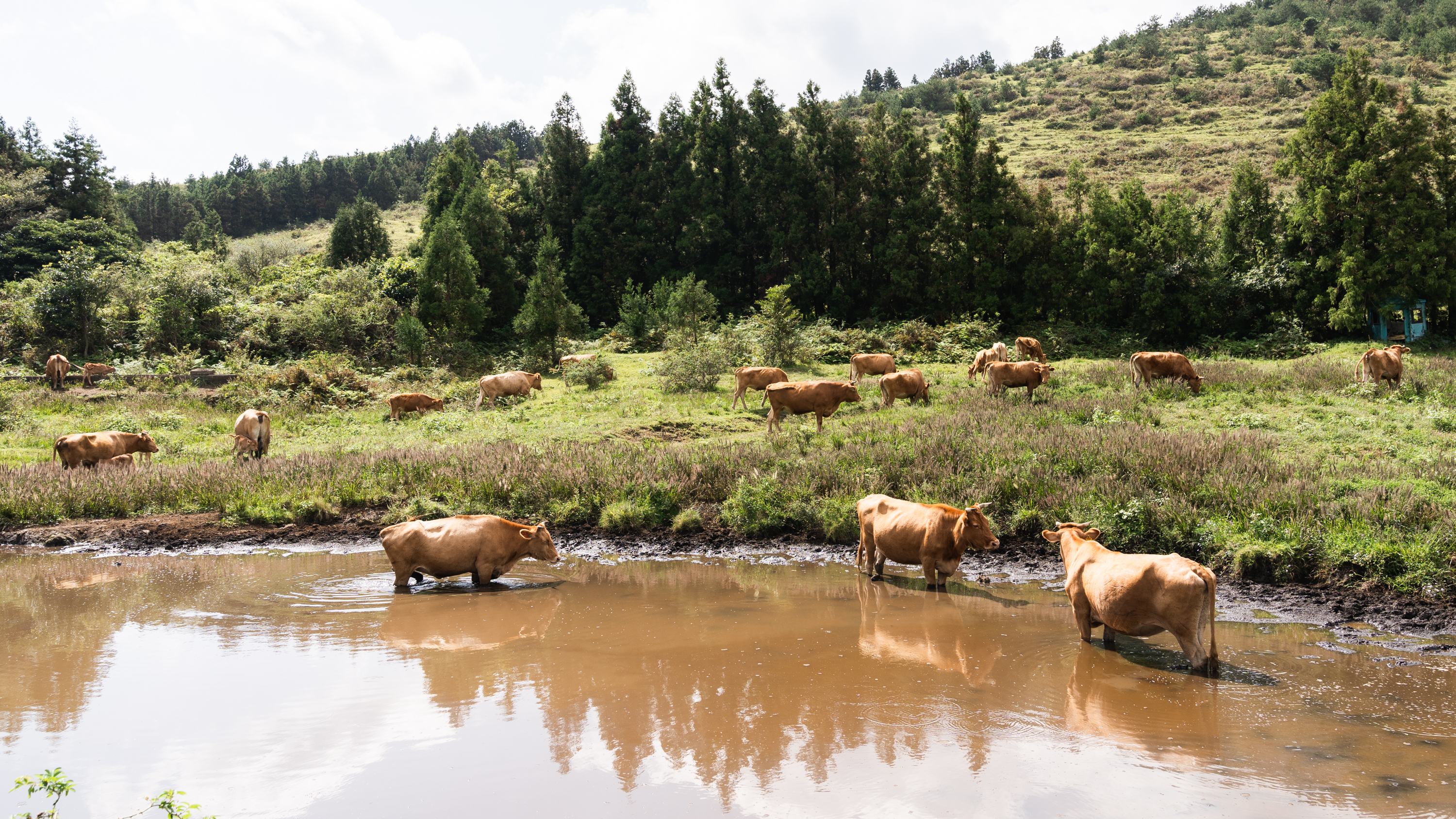호숫가에 쉬고 있는 소 