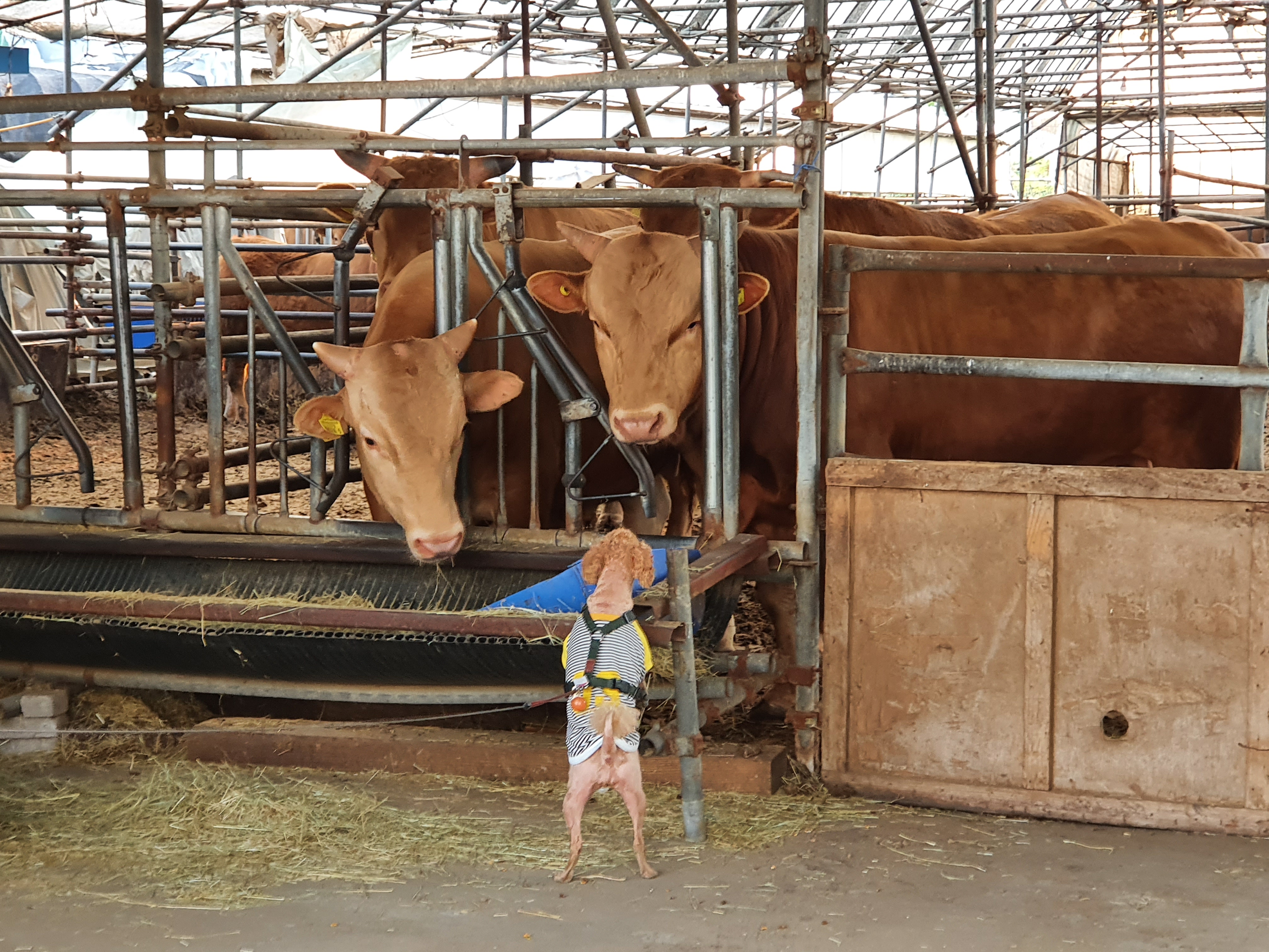 산책 중 만난 한우친구