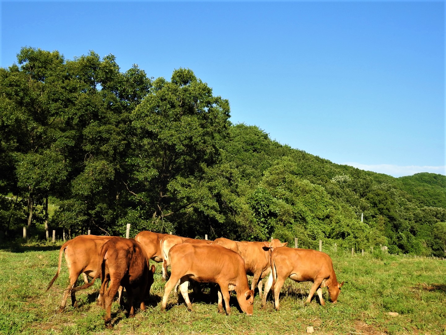 DMZ 인접지역 방목장에서 촬영항 한우사진.