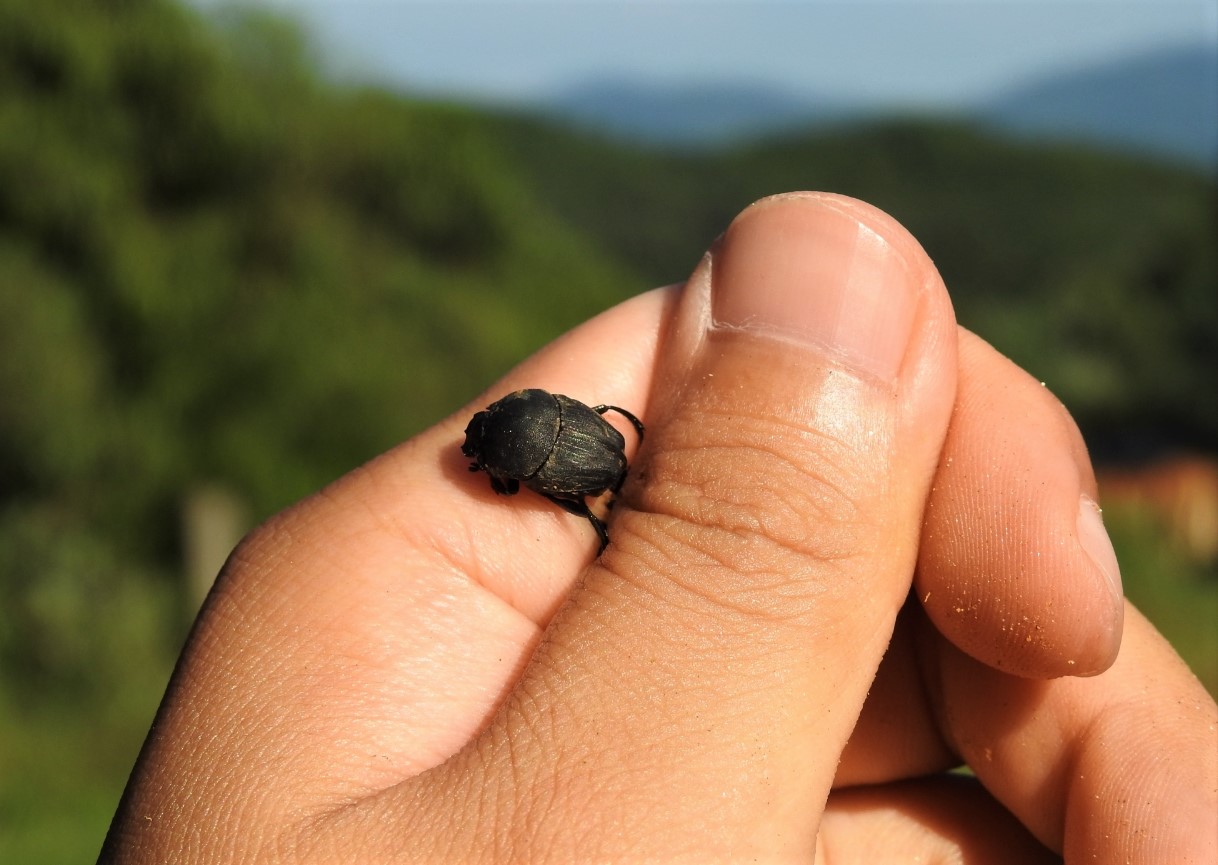 똥 속의 보물, 소똥구리입니다.