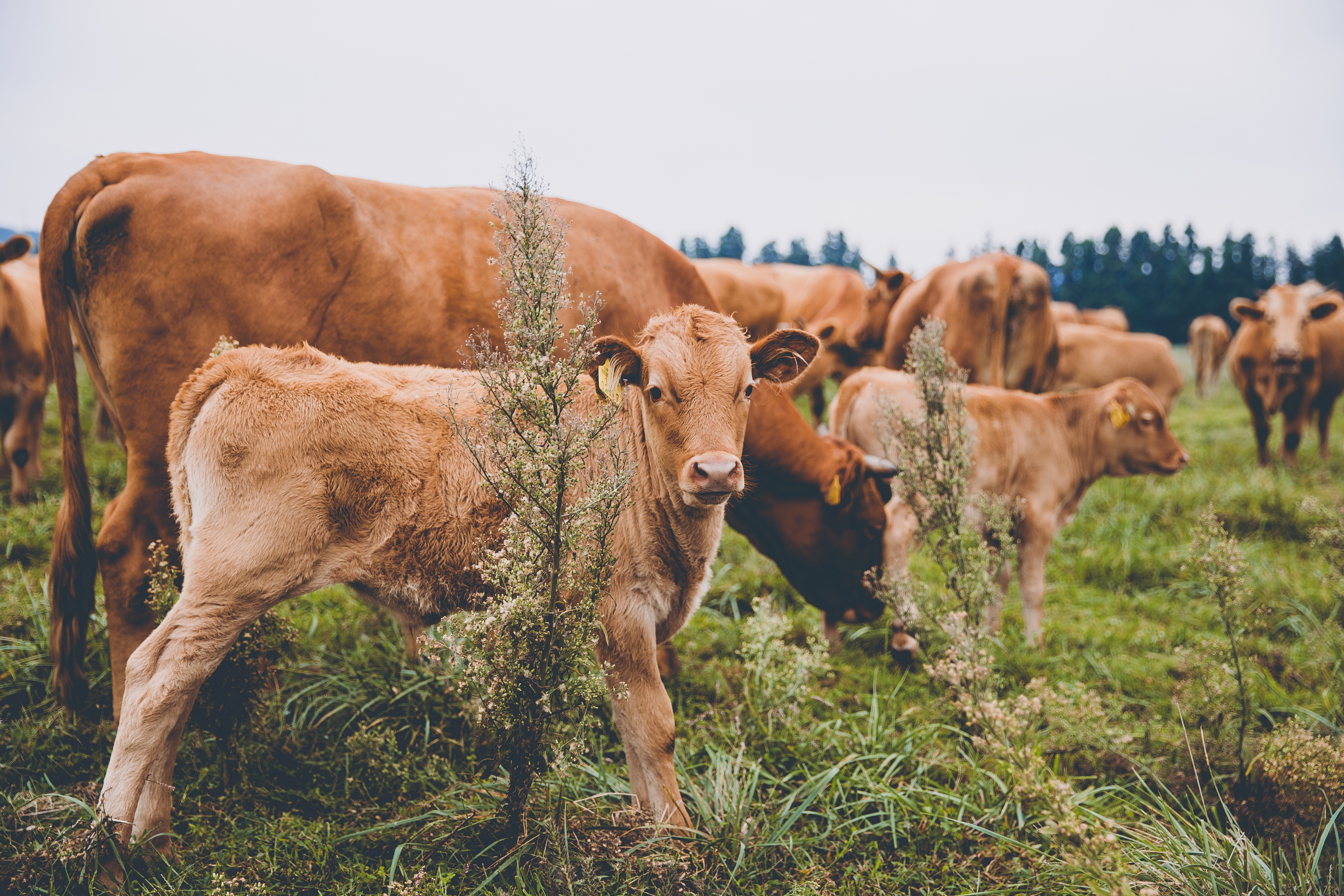 CANON 6D, CANON 24-70L F/2.8