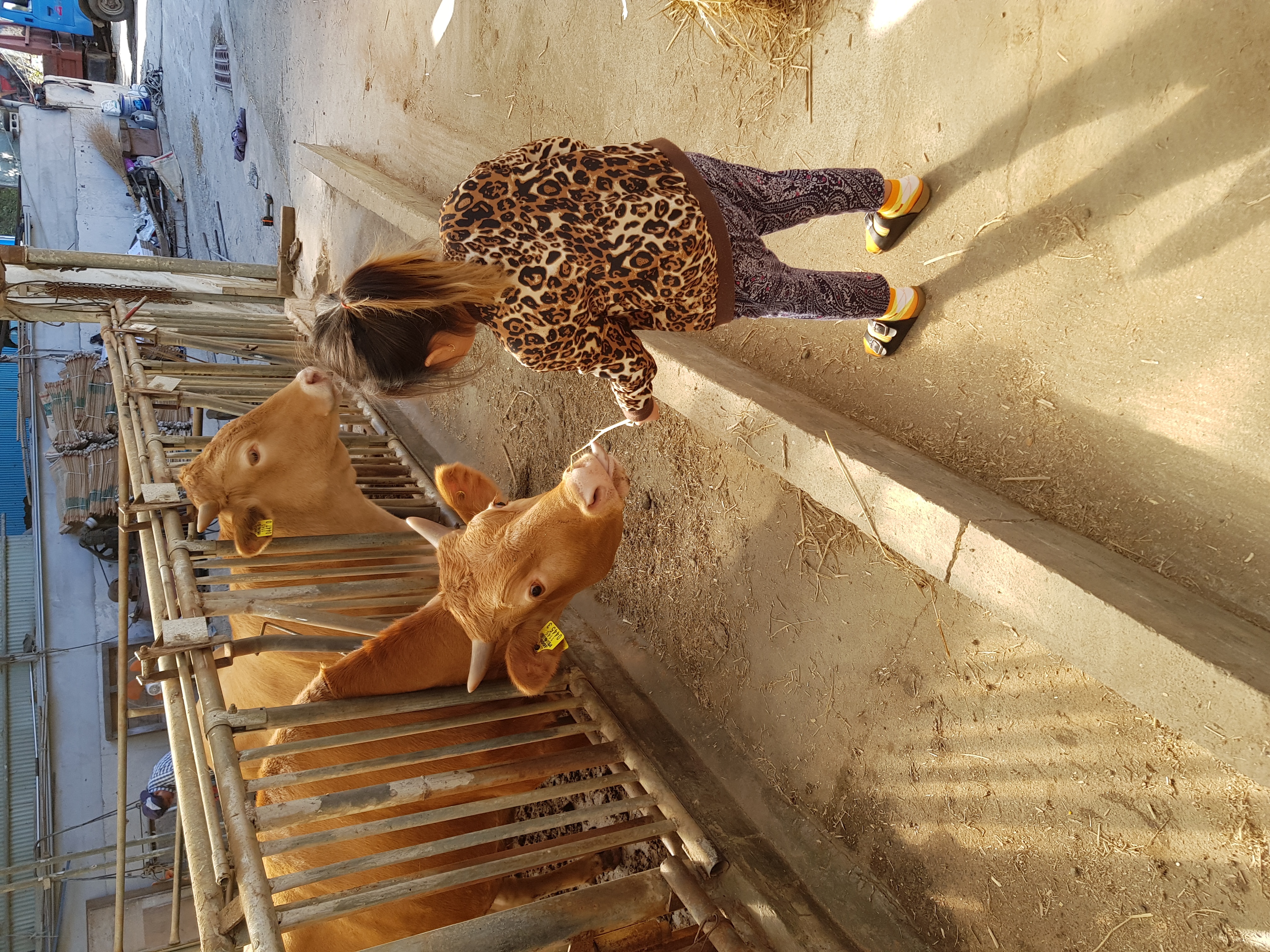 할아버지 축사에서 지프라기주는 손녀