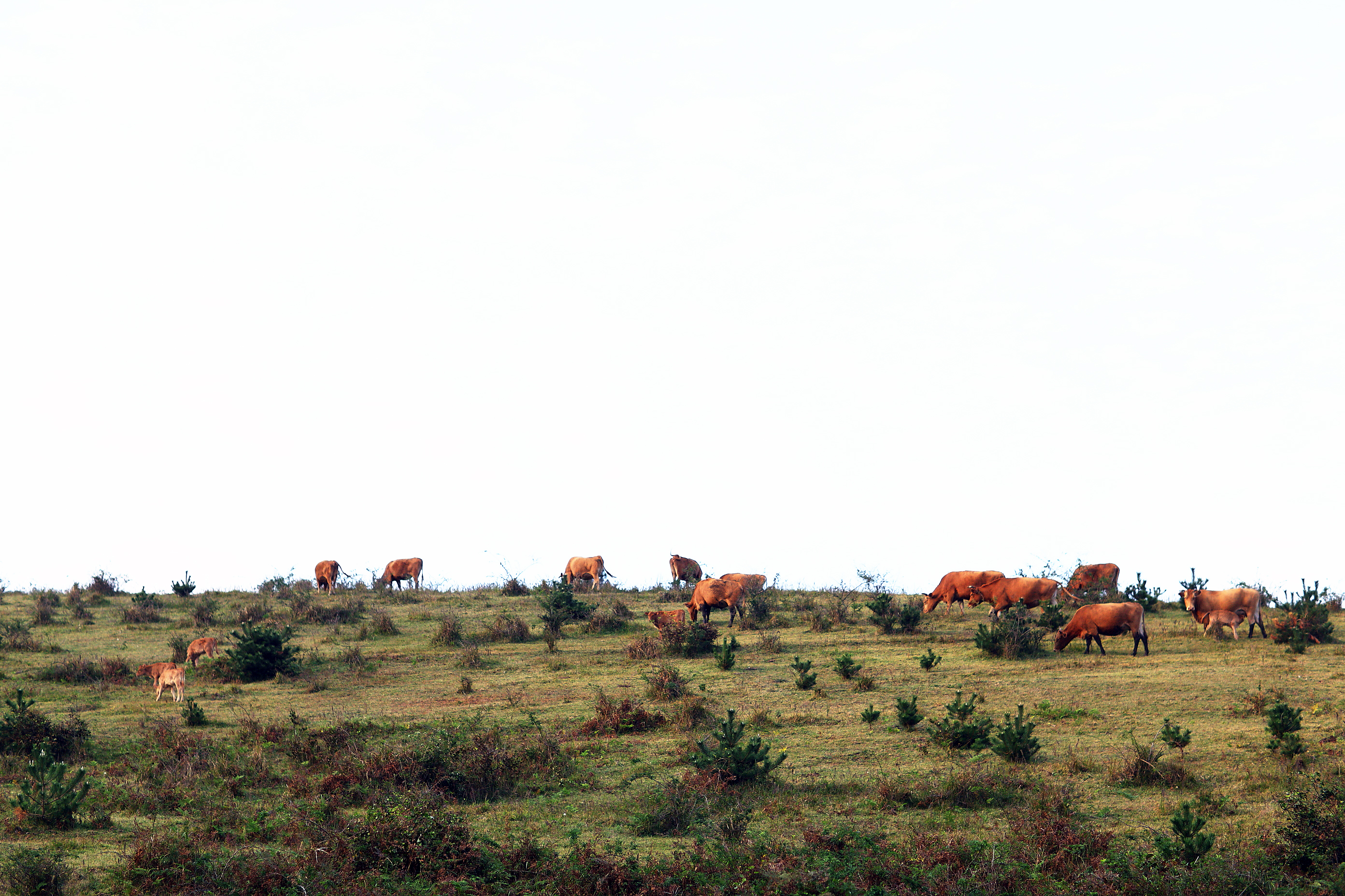 푸른 초원에 소떼가 더해지니 아름다운 그림이 되었다네
