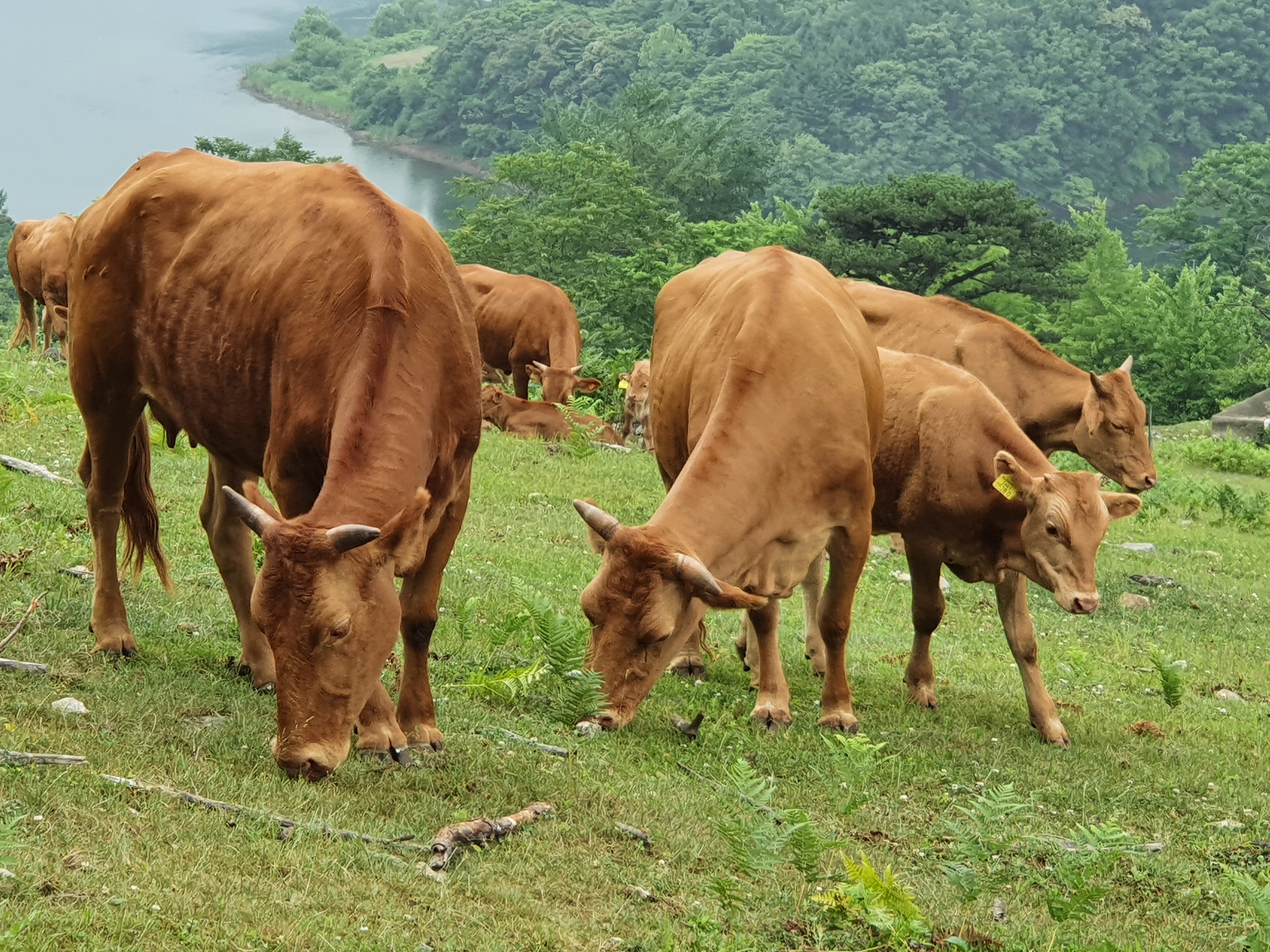 "행복의 언덕" _ 방목으로 키우는 한우의 여유로운 모습(좌측에서 세번 째 송아지도 부모와 함께 사는 법을 배운다.)
