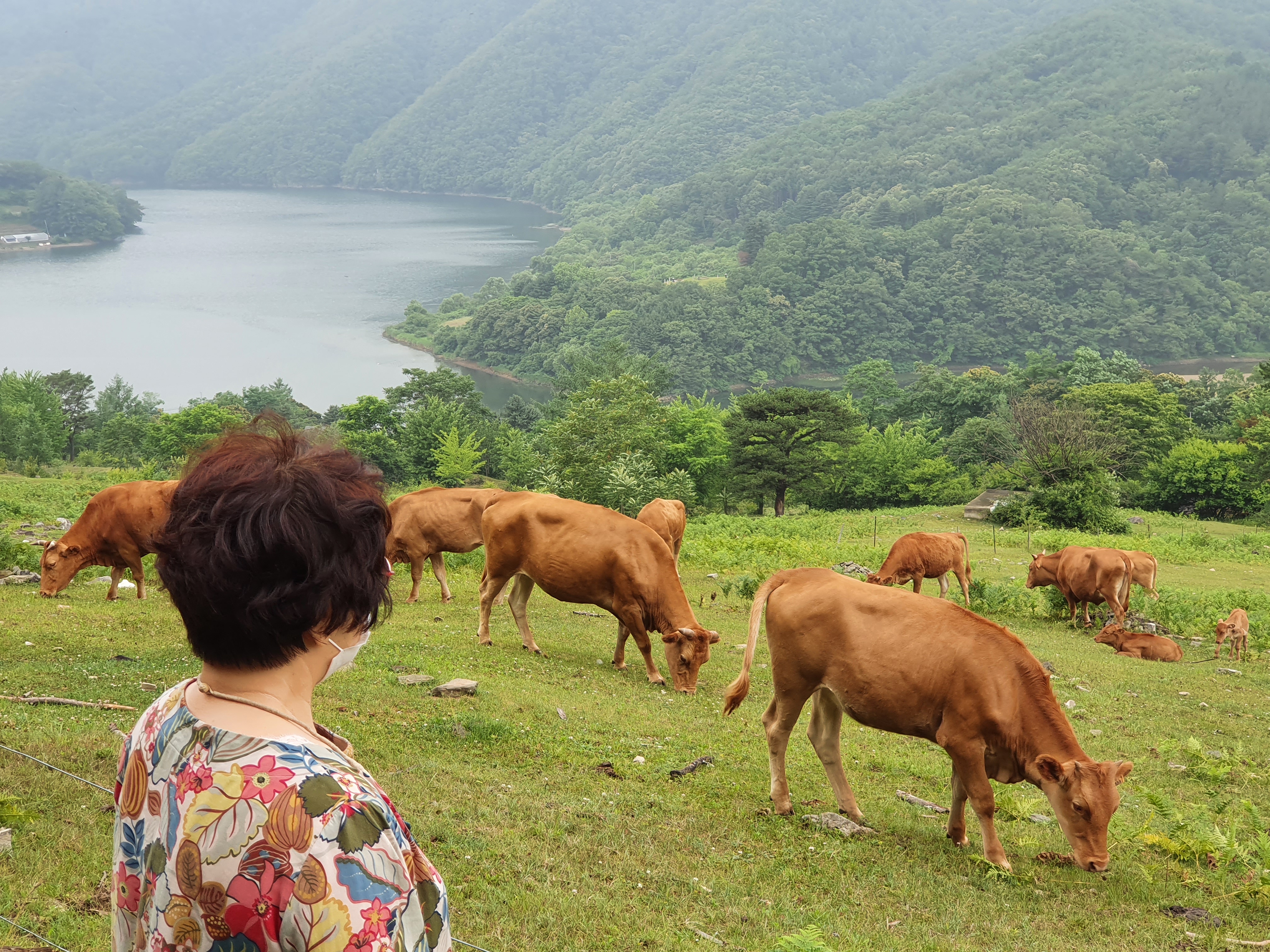 "송아지야, 안녕?" 너무나 귀여운 송아지에게 내가 먼저 인사를 했다.