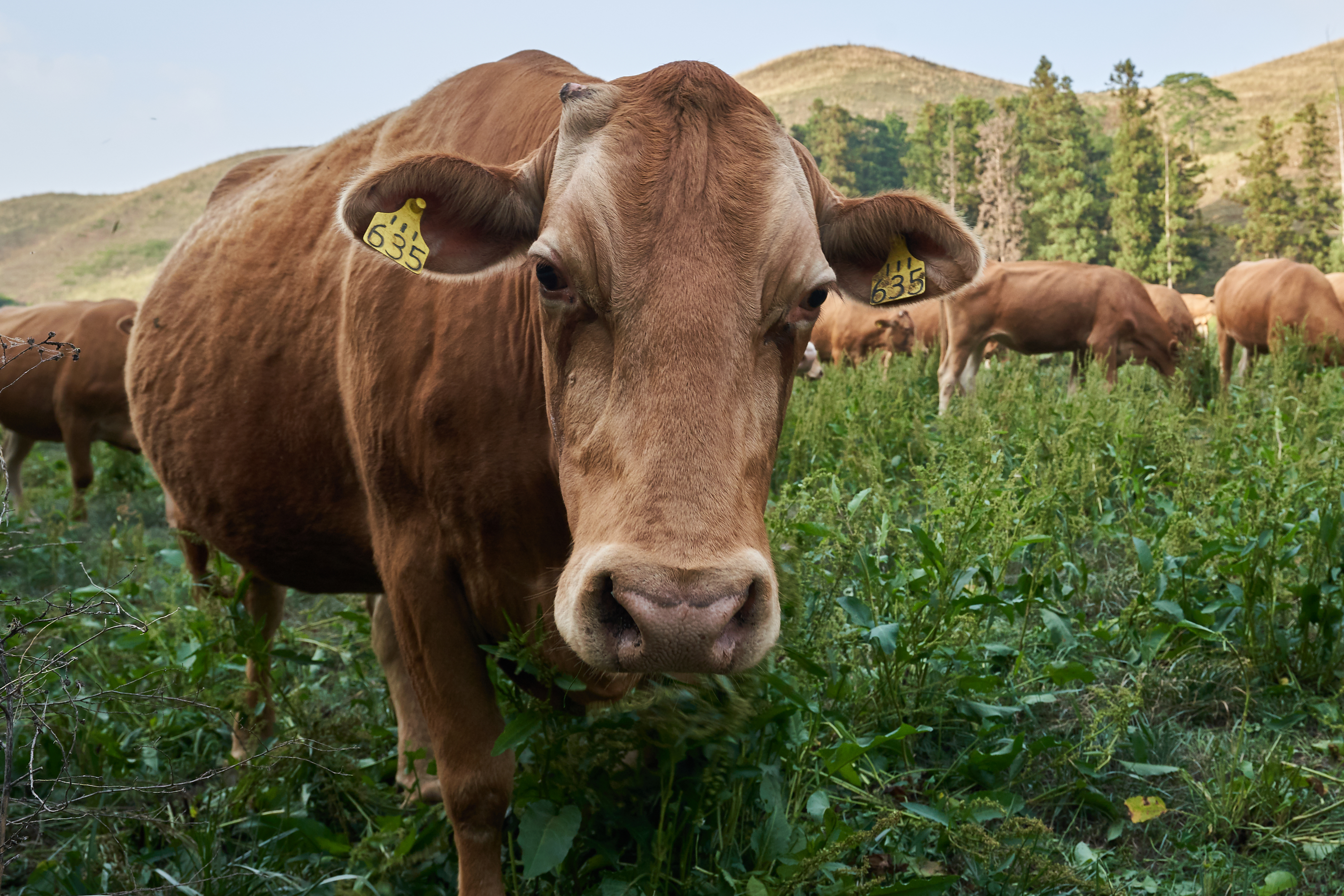 위풍당당한 소의 모습을 담고 싶었습니다!
