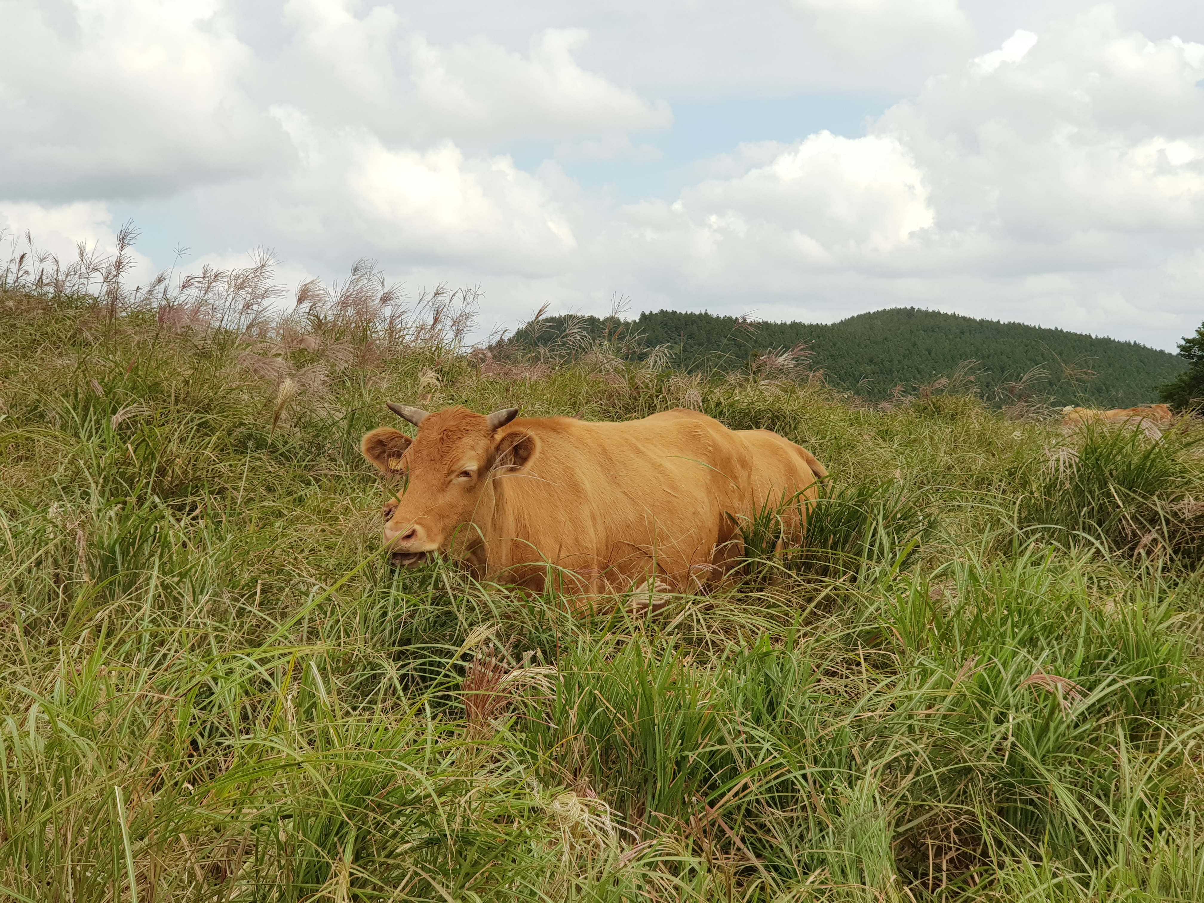 미소짓는우리소