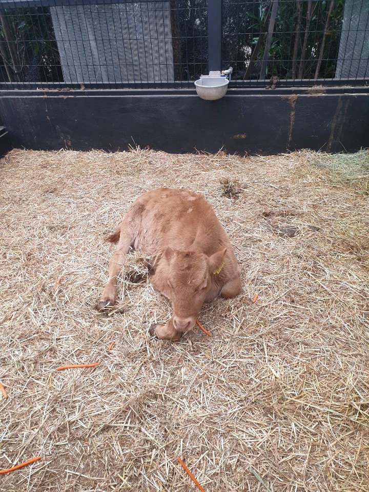 한우 아기소 넌 할수있어~!!