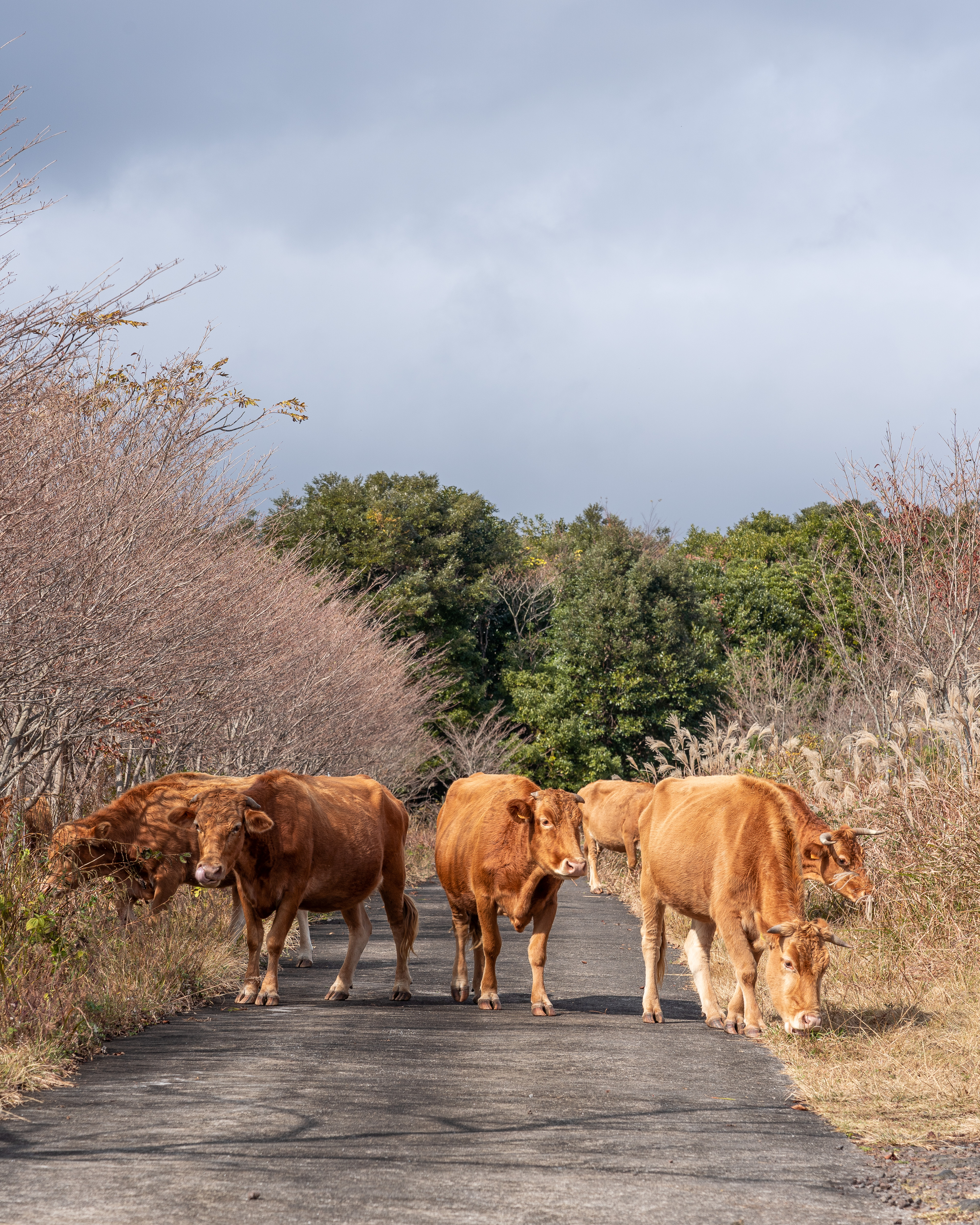 제주도 중산간에서 한가롭게 풀을 뜯고 있는 소떼