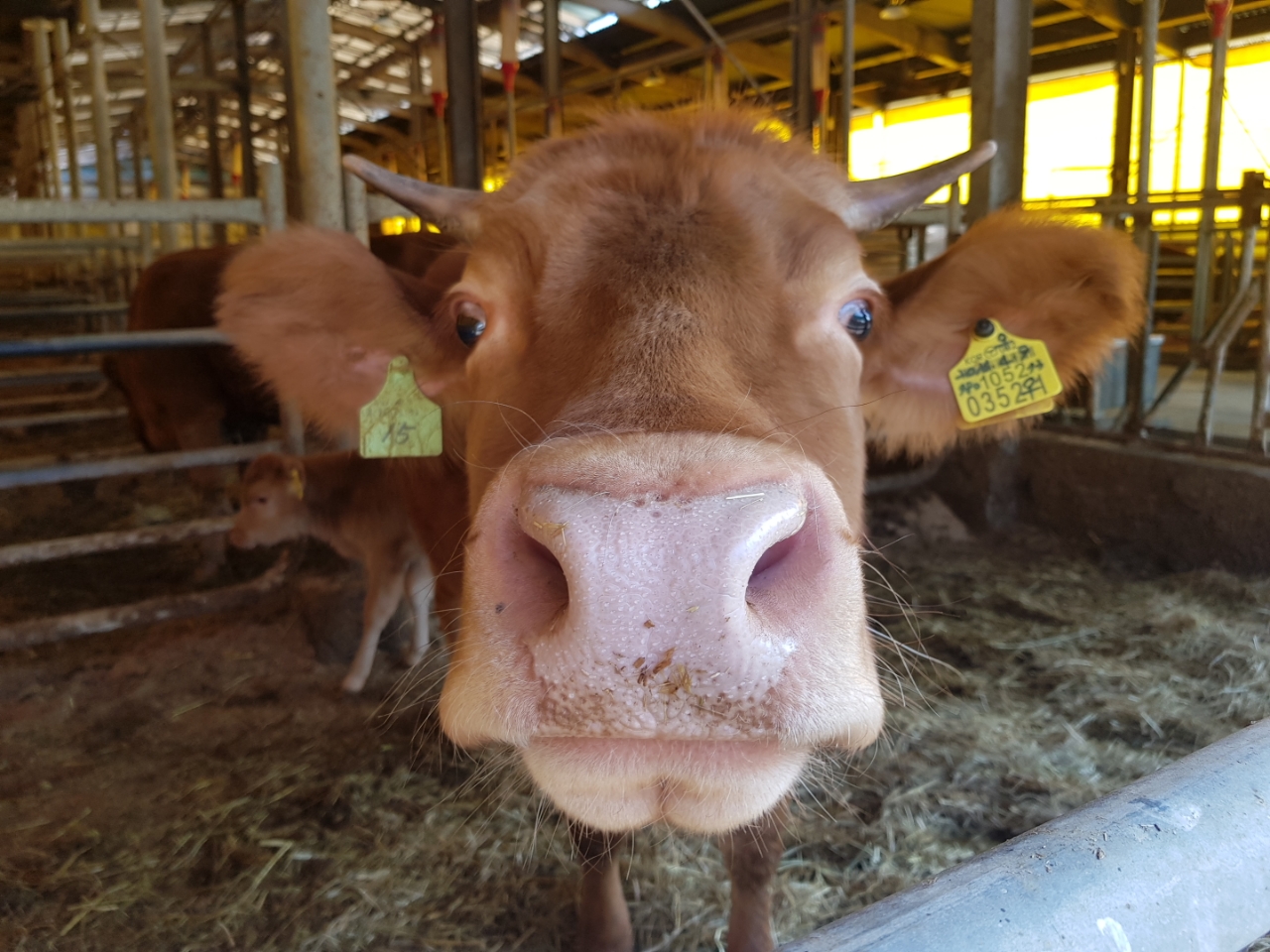 건강한 한우의 잘생긴 코