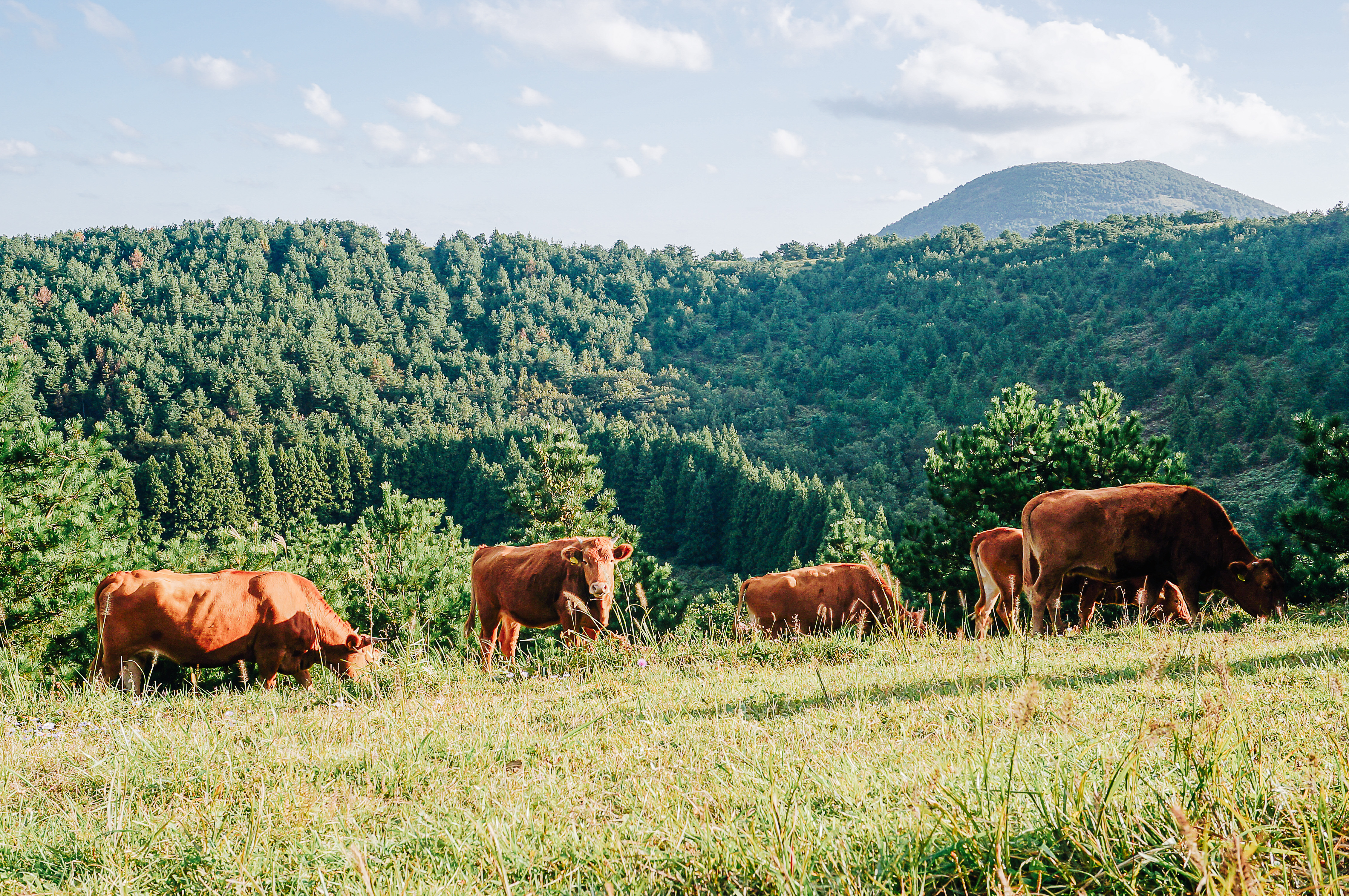 오름에 오르니 평화롭게 아침을 먹던 소떼들.