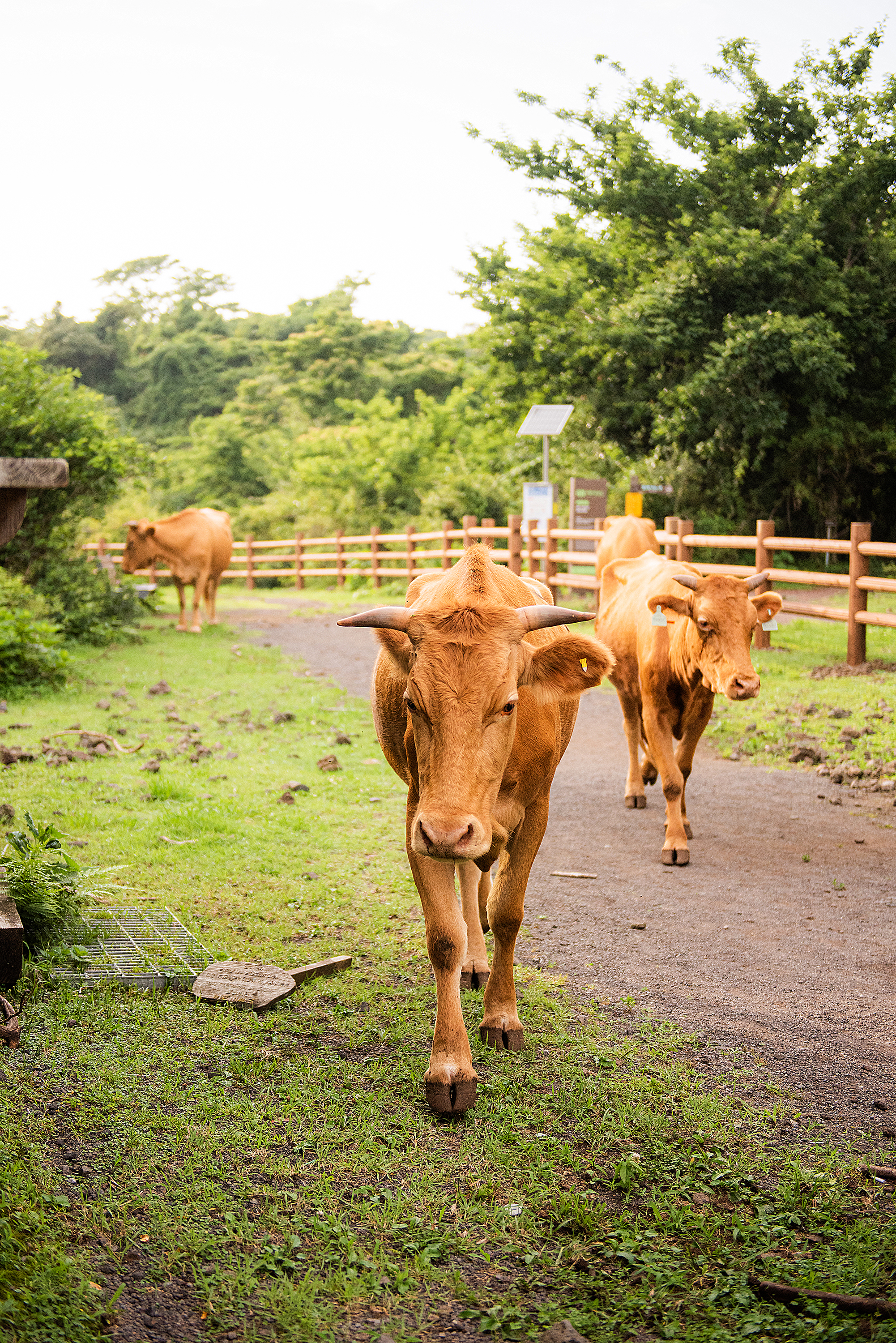 풀뜯으로 나들이 가자