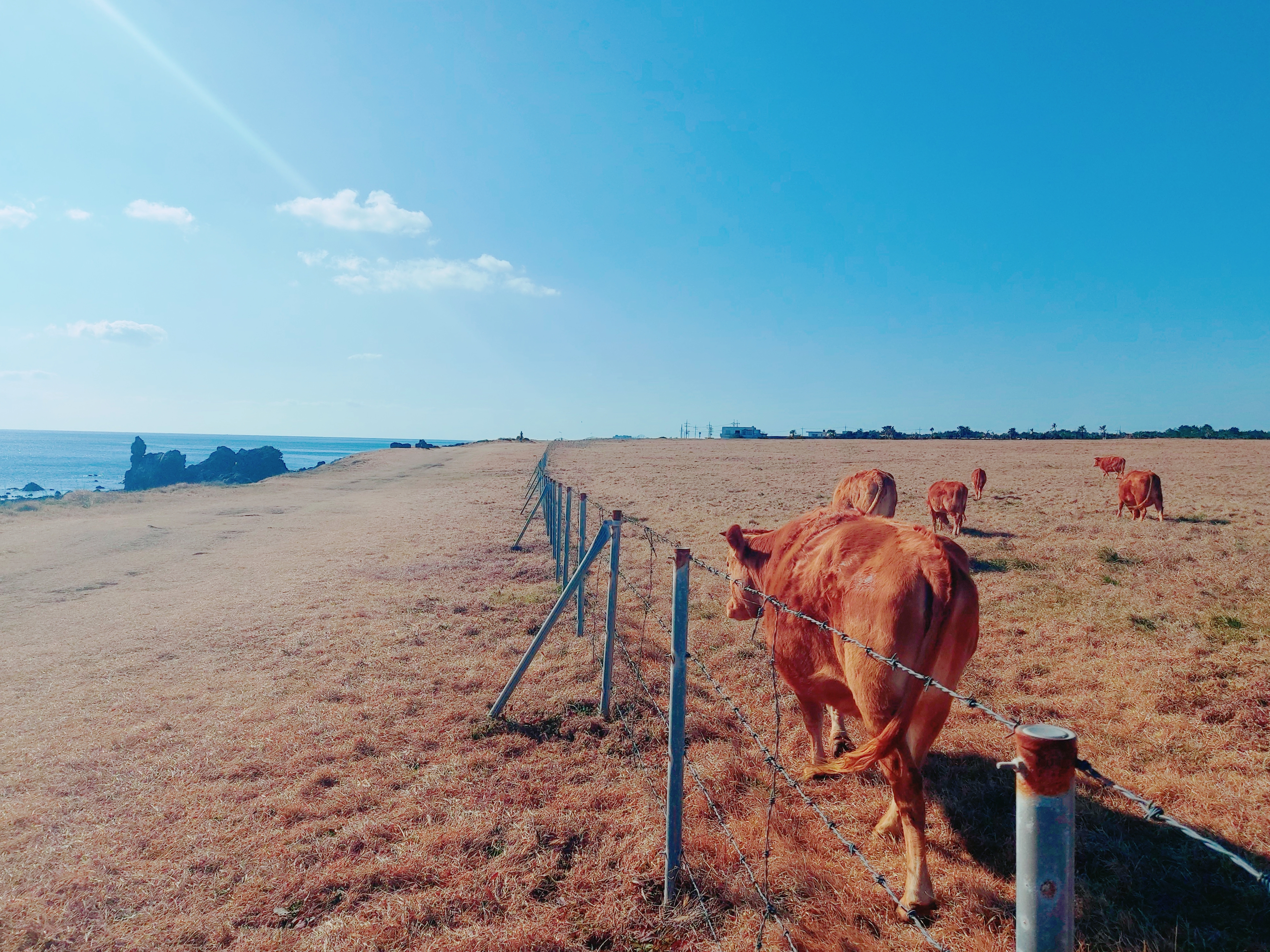 2020.01.19 올레길의 신천목장에서 만난 한우