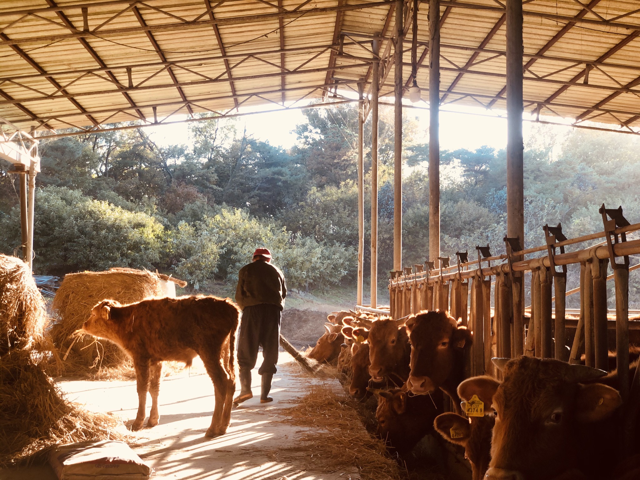 할아버지와 철 없는 송아지