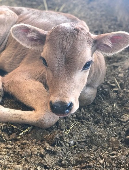 축복송아지 탄생