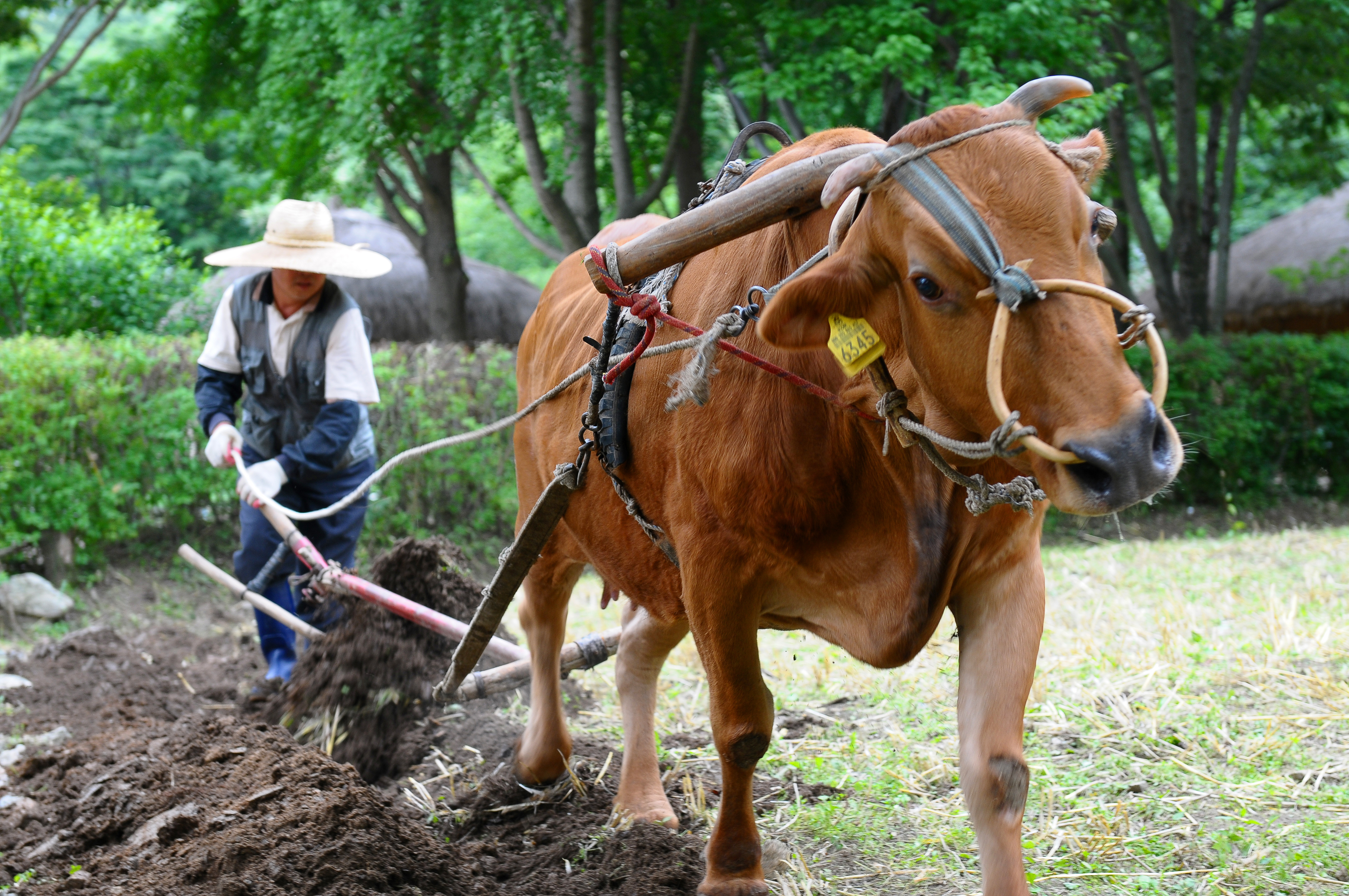 밭갈이 하는 우리의 소 한우의 힘찬 모습 