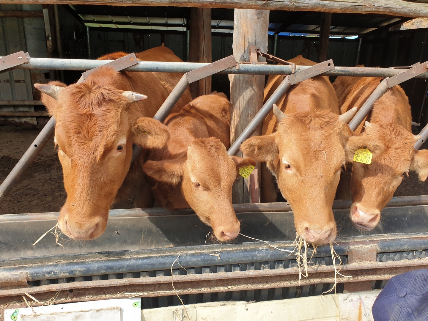 4마리 소의 모습