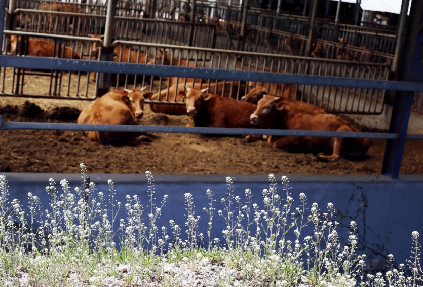 아름다운 꽃들 뒤로 소들이 휴식을 취하고 있다. 카메라가 신기한 듯 뚫어져라 바라보는 모습.