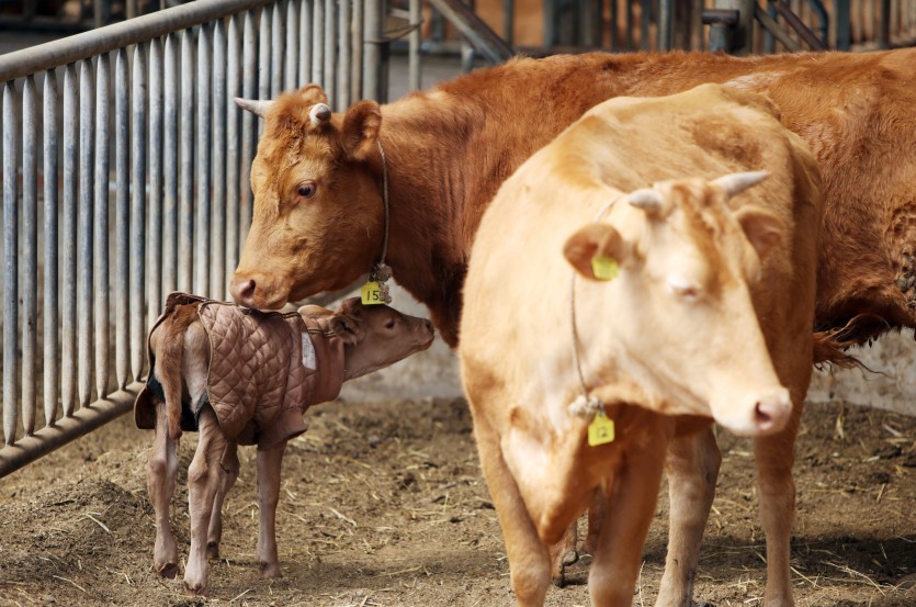소 농장의 한 단면이다. 태어 날 때부터 약하게 태어난 어린 송아지가 엄마 품을 찾아 파고드는 장면이다. 엄마소는 어린 송아지를 볼 때마다 마음이 애잔하고 아프다. 농장주인은 이런 모정을 잘 알기에 어린 송아지에게 고운 옷을 해 입혔다.