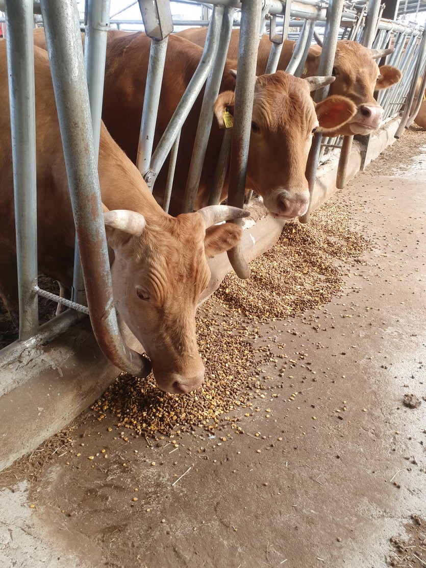 밥먹는데건딜지마소