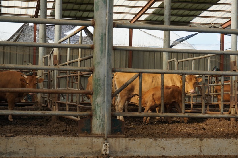경기도 수원시 주말농장 옆 소를 촬영한 사진입니다.
