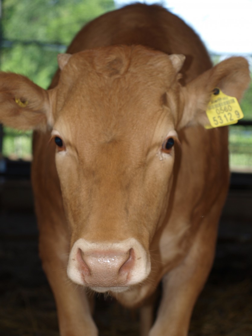 우리송아지 얼굴 증명사진