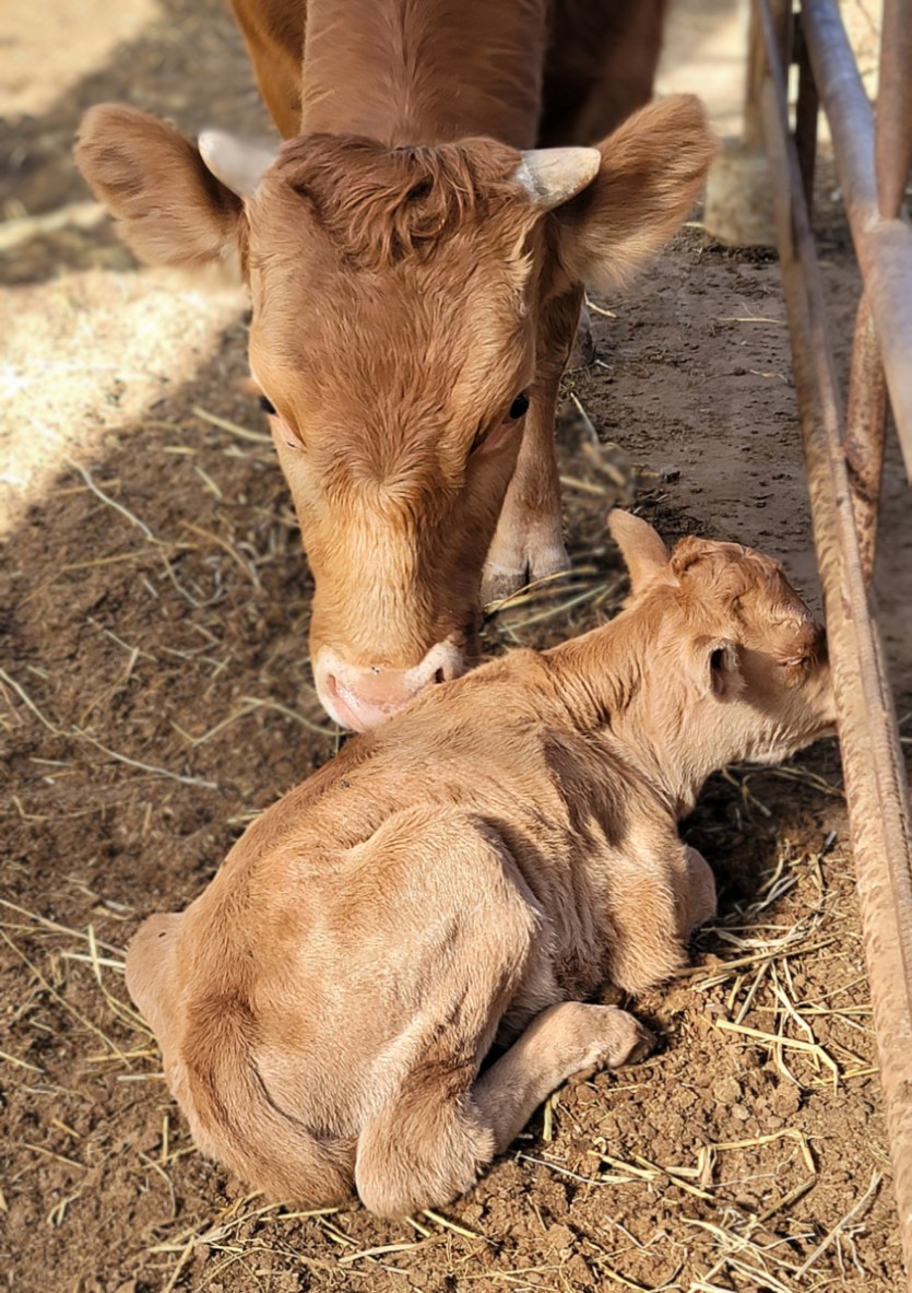 어미소와 송아지