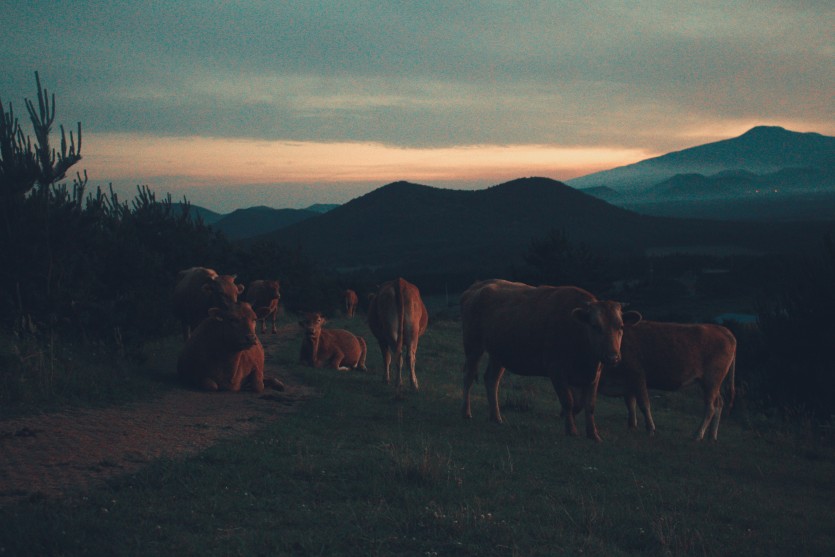 제 5회 경기 웰빙 한우고급육 평가대회 사진 공모전 제출용