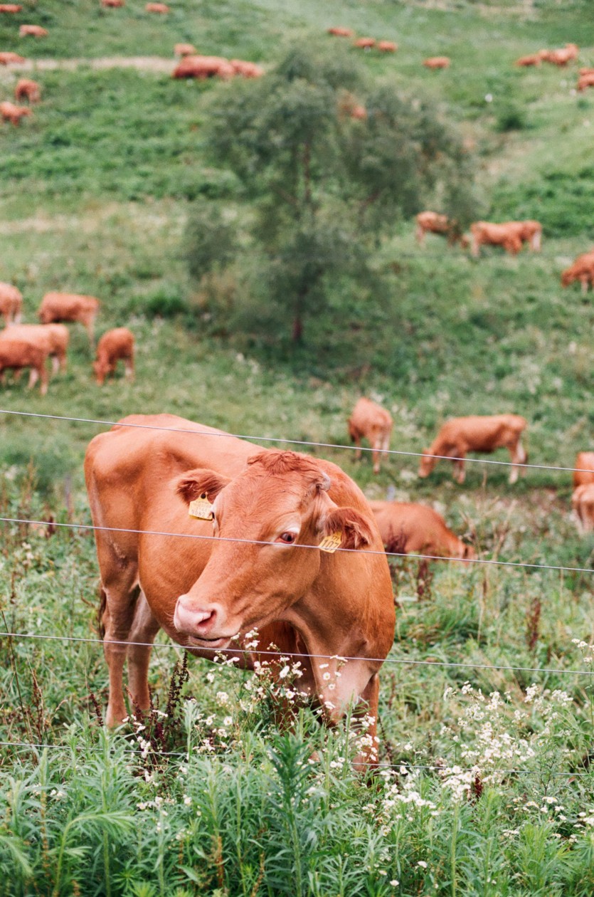 필름사진입니다 