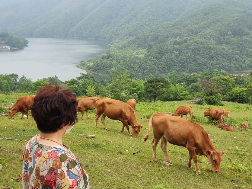 &#034;송아지야, 안녕?&#034; 너무나 귀여운 송아지에게 내가 먼저 인사를 했다.