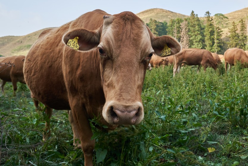 위풍당당한 소의 모습을 담고 싶었습니다!