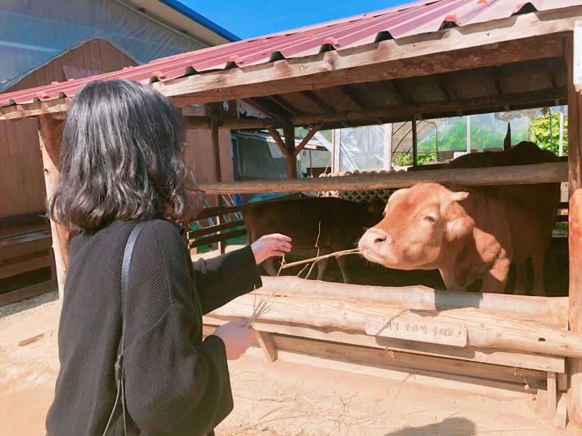 지난 강원도 여행 때 한우농장에서 찍은 사진입니다.