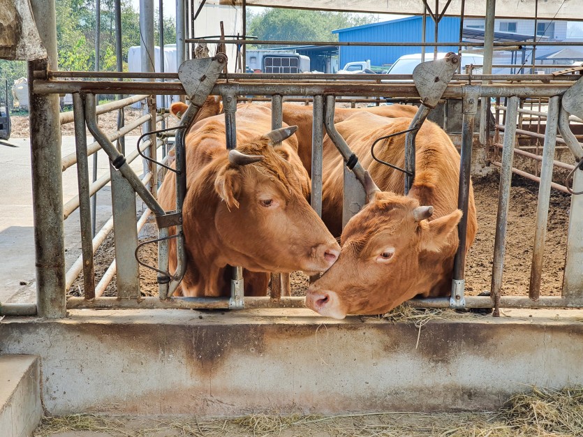 소한마리가 다른소 한마리를 위로하는듯한 모습입니다.
