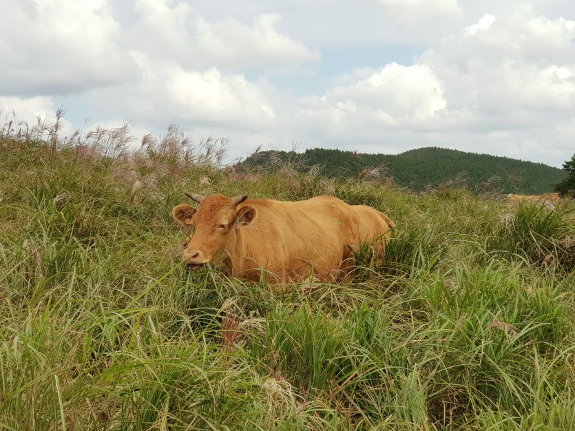 미소짓는우리소
