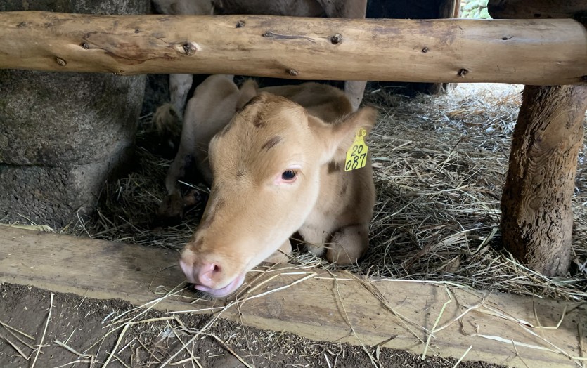 jpg 휴대폰 카메라