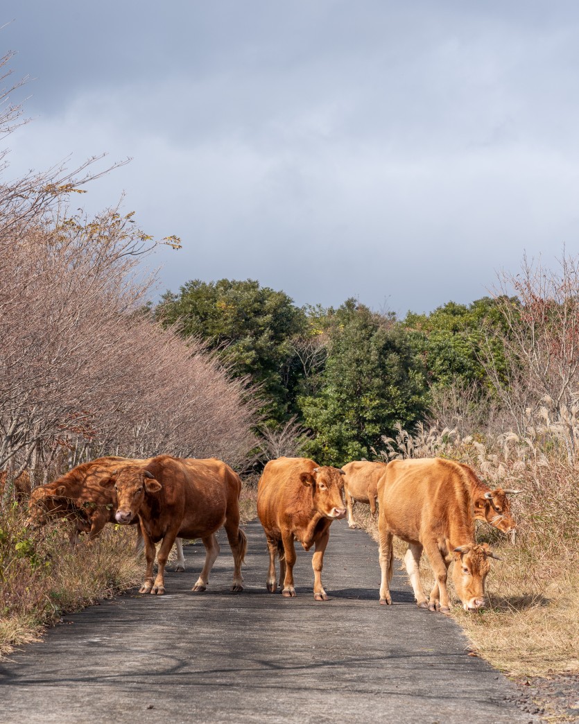 제주도 중산간에서 한가롭게 풀을 뜯고 있는 소떼