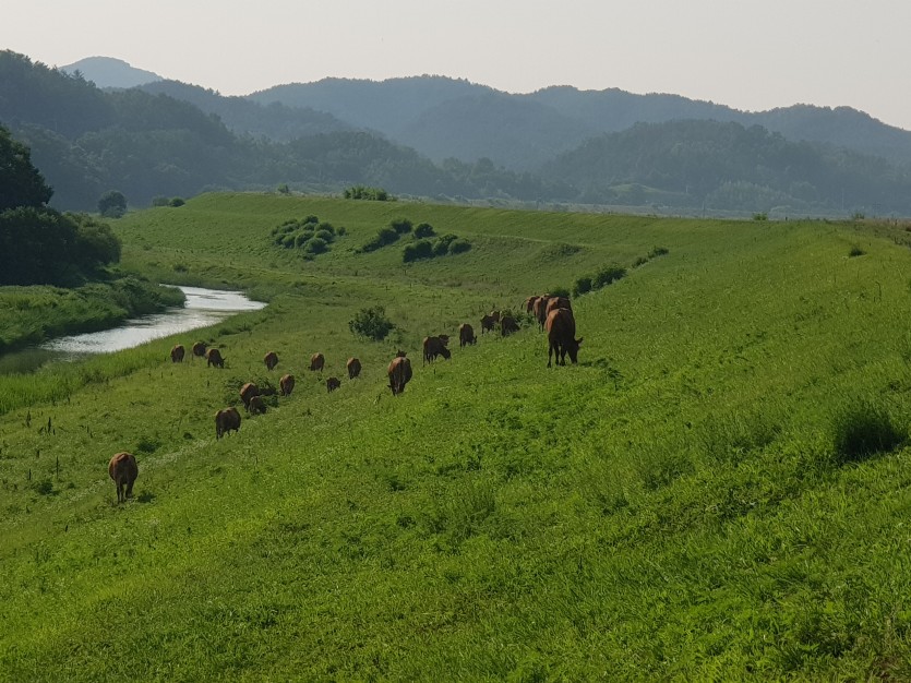 제방에 자유롭게 풀을 뜯는 소들