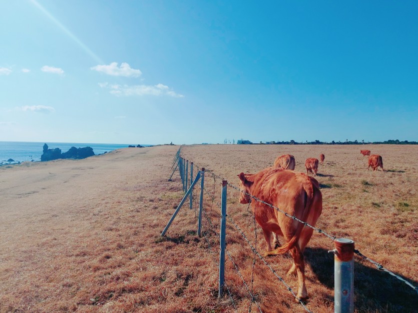2020.01.19 올레길의 신천목장에서 만난 한우