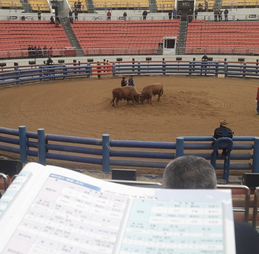 청도 소싸움 대회 