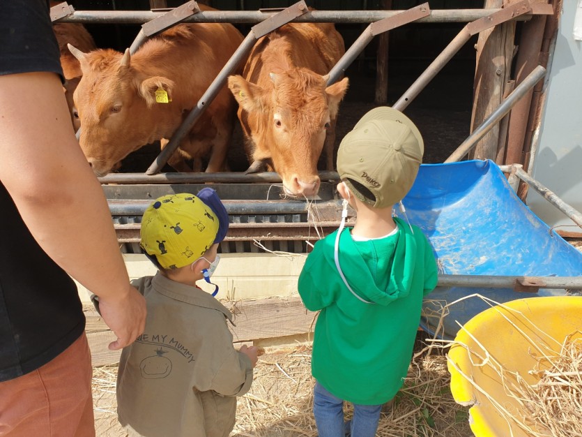 소 먹이주는 모습